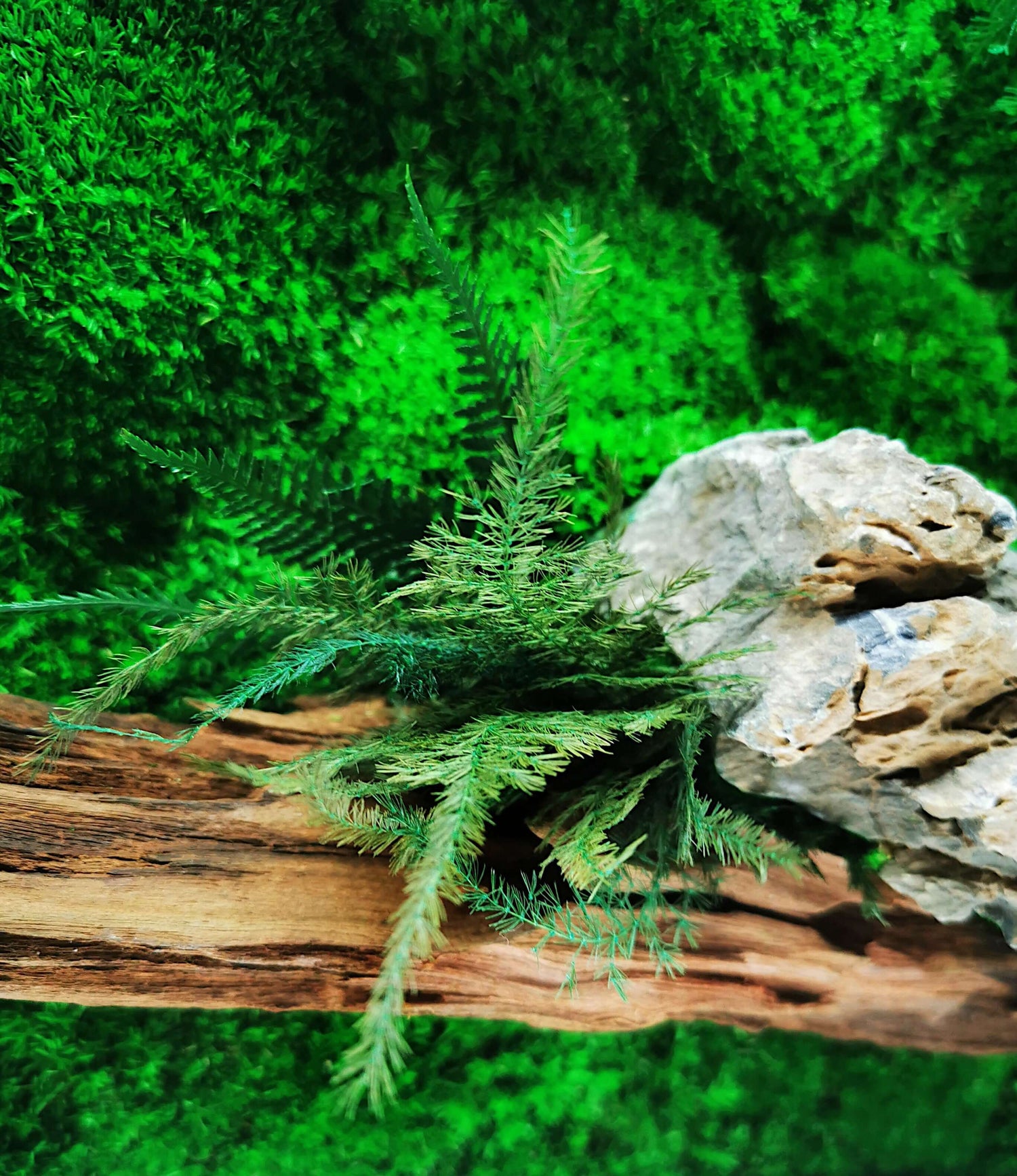 Close-up of vibrant green moss with natural stone on wood, ideal for DIY moosbilder projects.