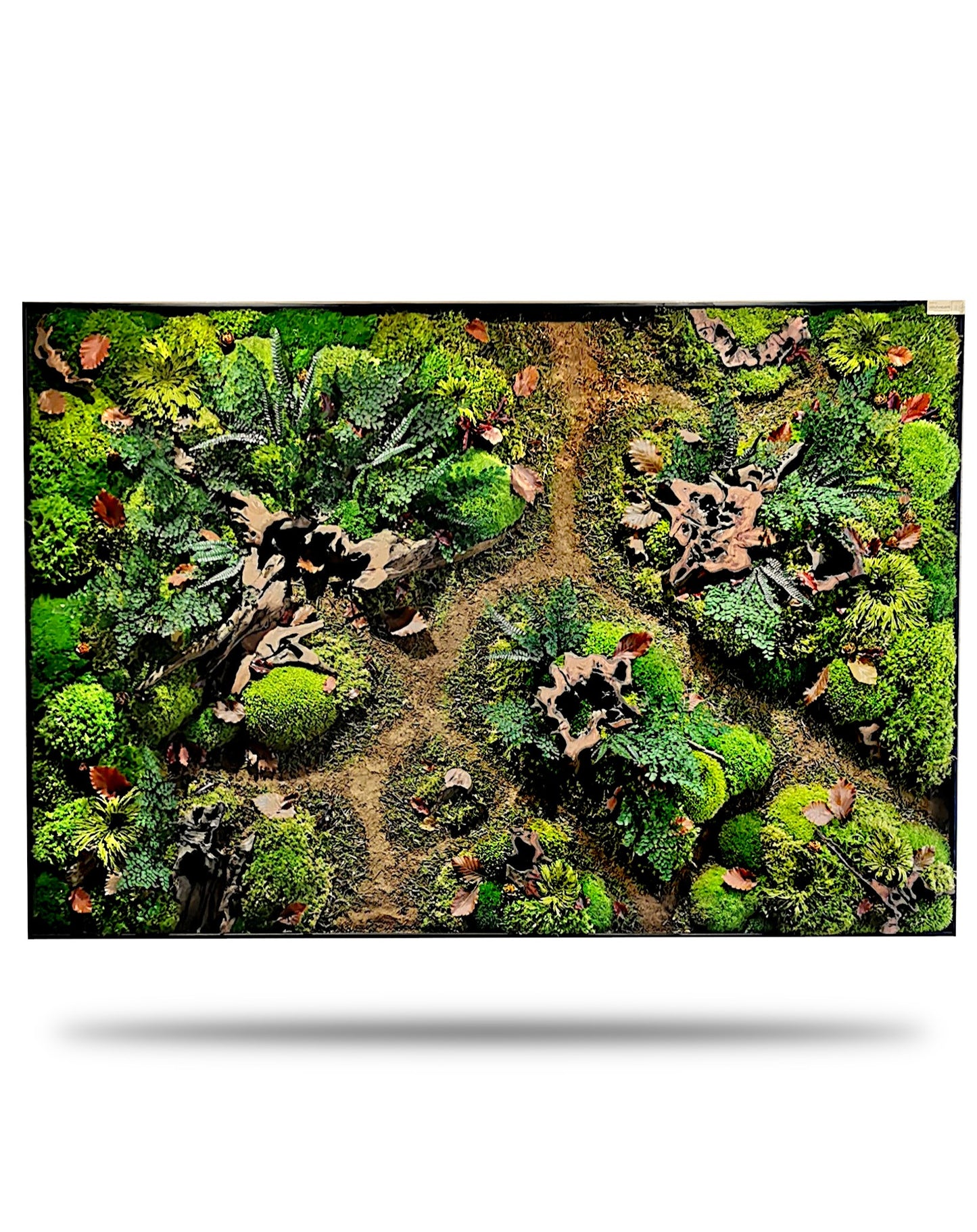 Custom-made moss picture forest picture "Forest Paths Autumn" - plant picture in a modern slim frame (80-200cm) - natural artwork with real roots