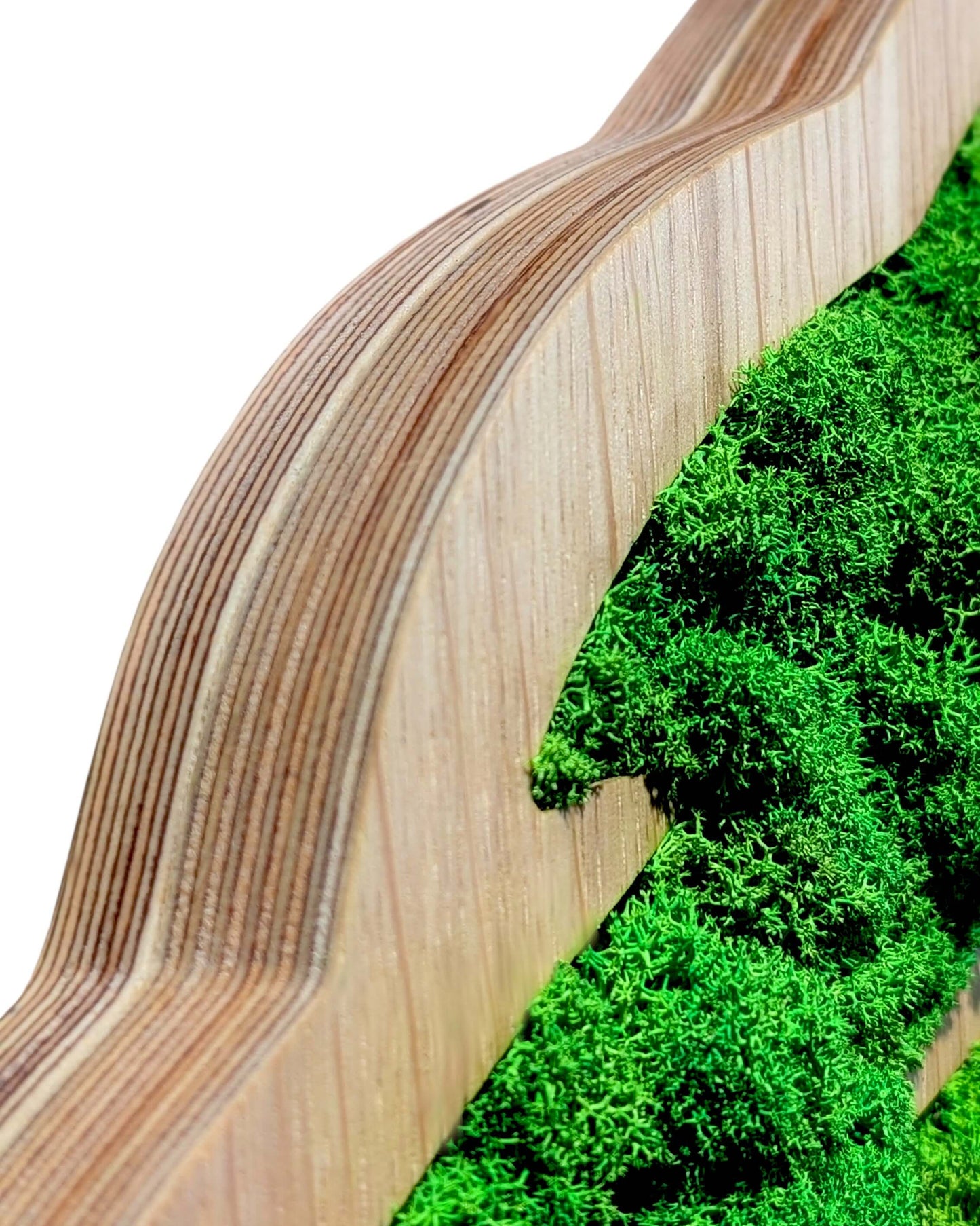 Moosbild mit Rentiermoosen in Form eines Gehirns mit Holzrahmen