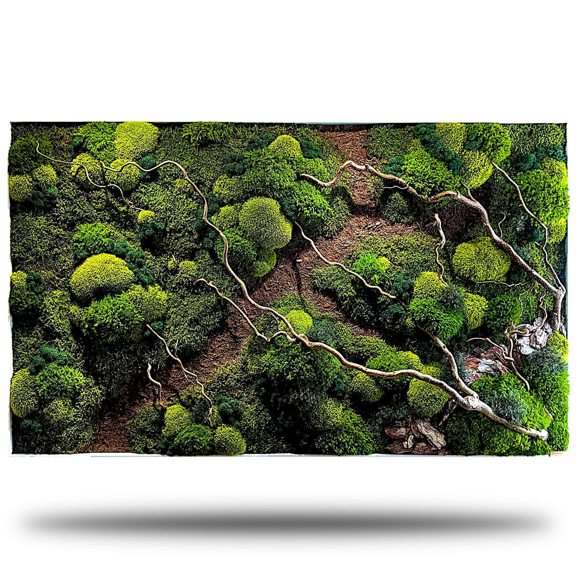 Moss picture "Forest Walk" with corkscrew hazel branches