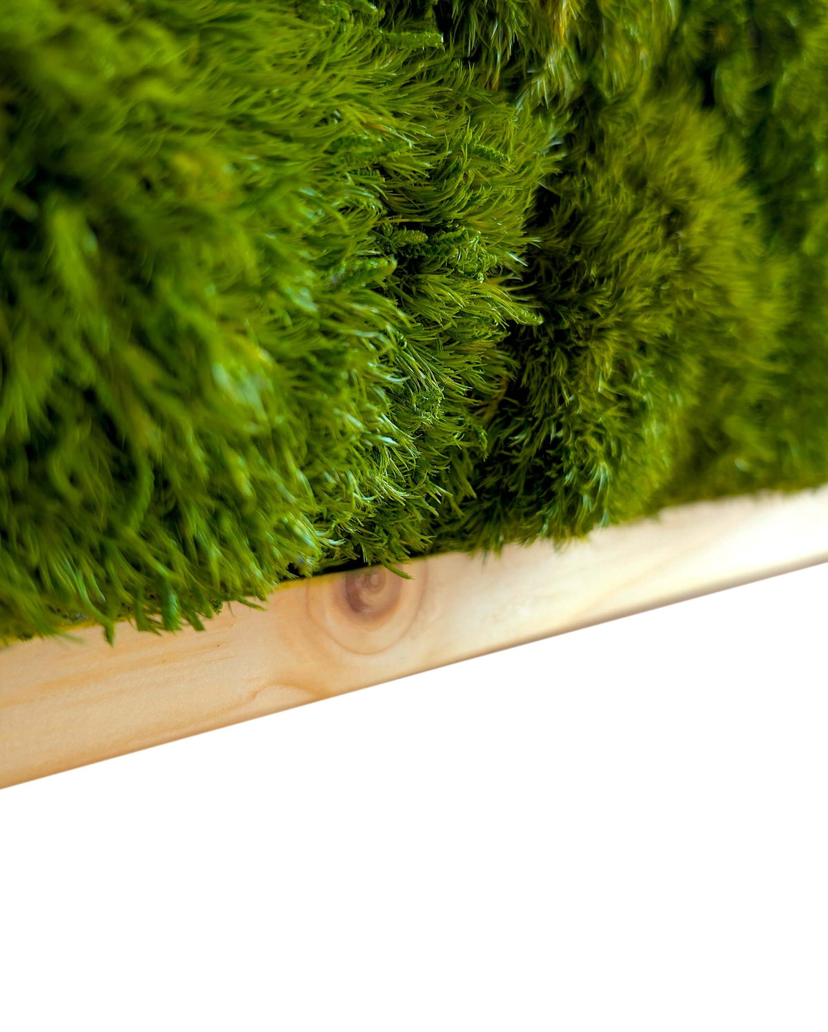 Provence Moss Picture with Wooden Logo made of Spruce or Oak