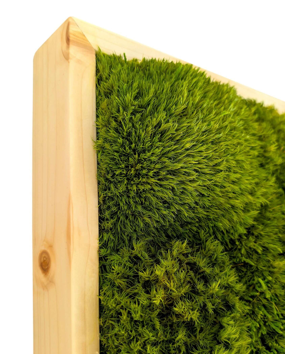 Provence Moss Picture with Wooden Logo made of Spruce or Oak