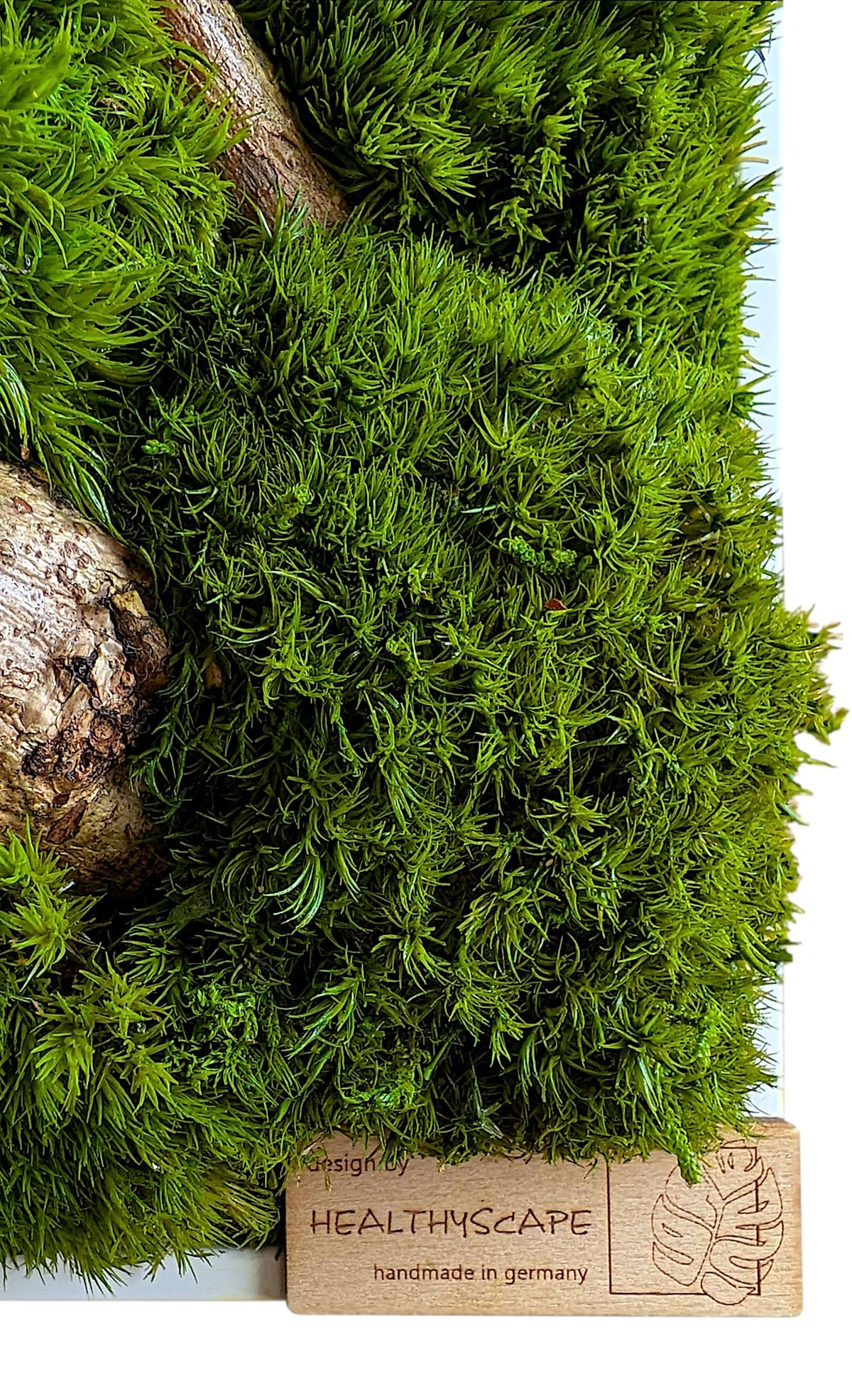 Moss picture "Forest Walk" with corkscrew hazel branches