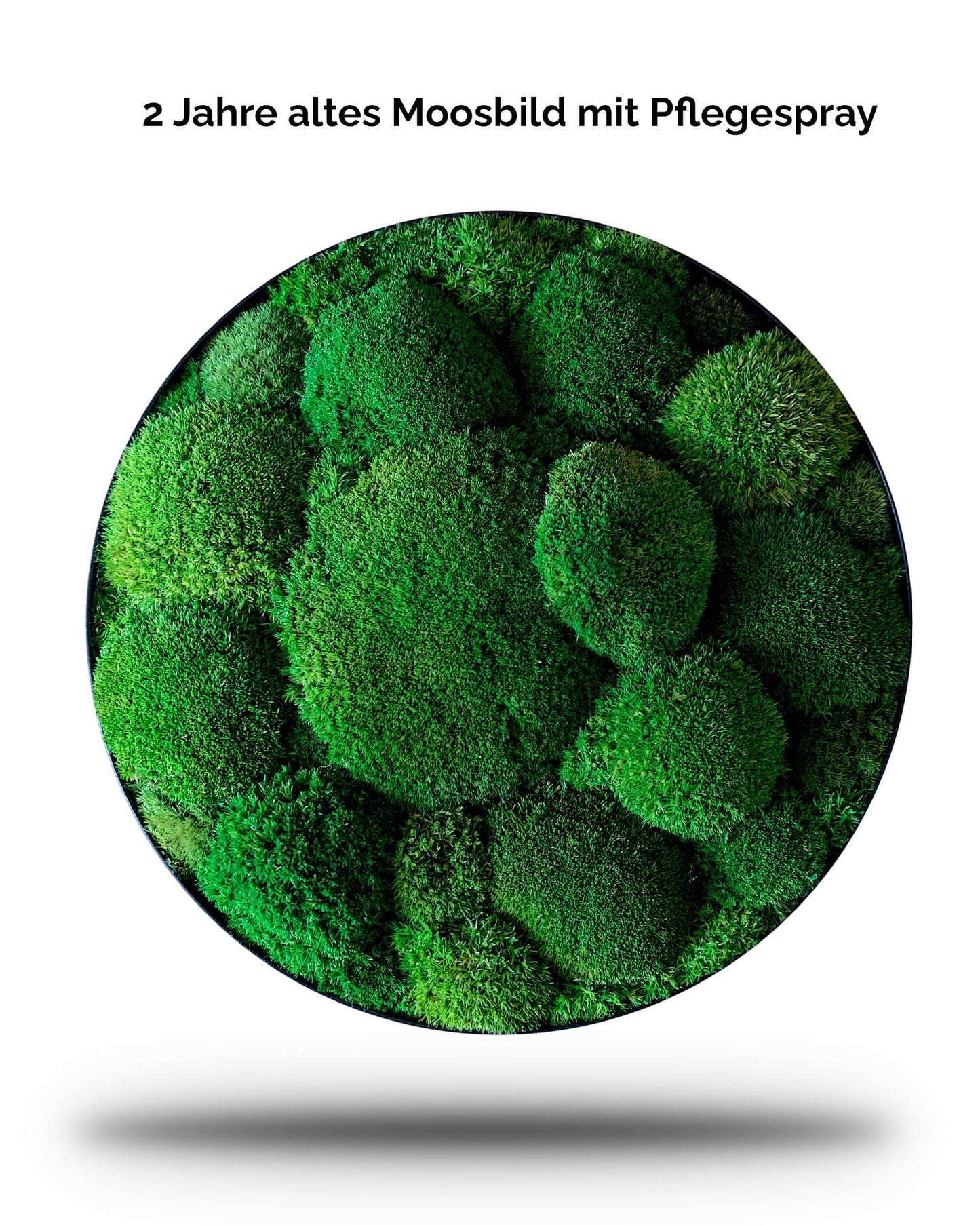2 Jahre altes Moosbild, aufgefrischt mit Pflegespray für Moosbilder, zeigt lebendige grüne Moosstrukturen.