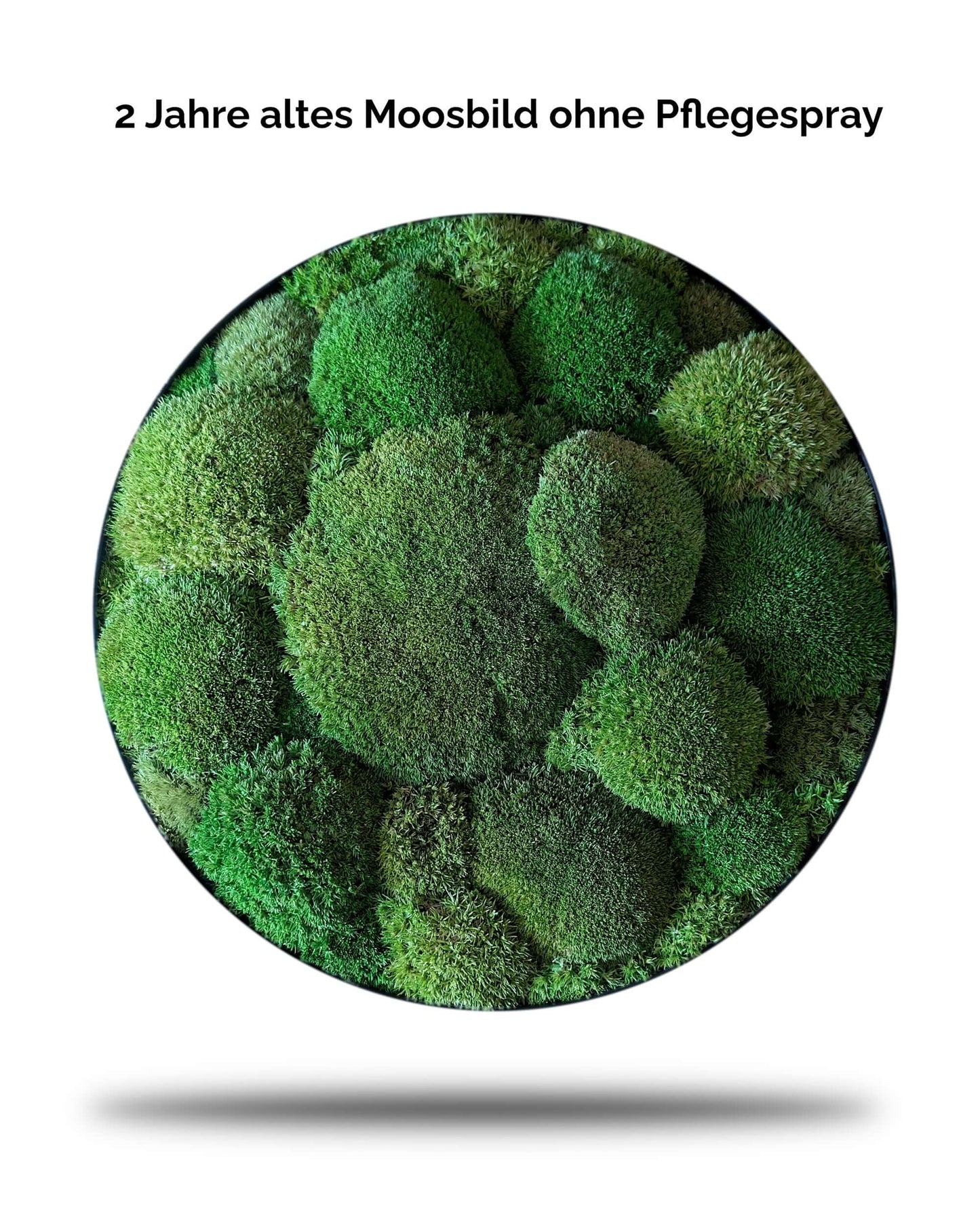 2 Jahre altes Moosbild ohne Pflegespray für Moosbilder, zeigt Moos in verschiedenen Grüntönen.