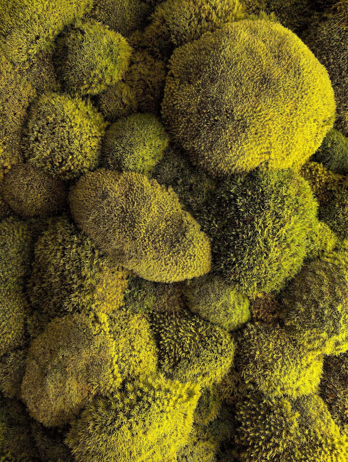 Moss picture "Lime Green" – ball moss in an elegant silver frame