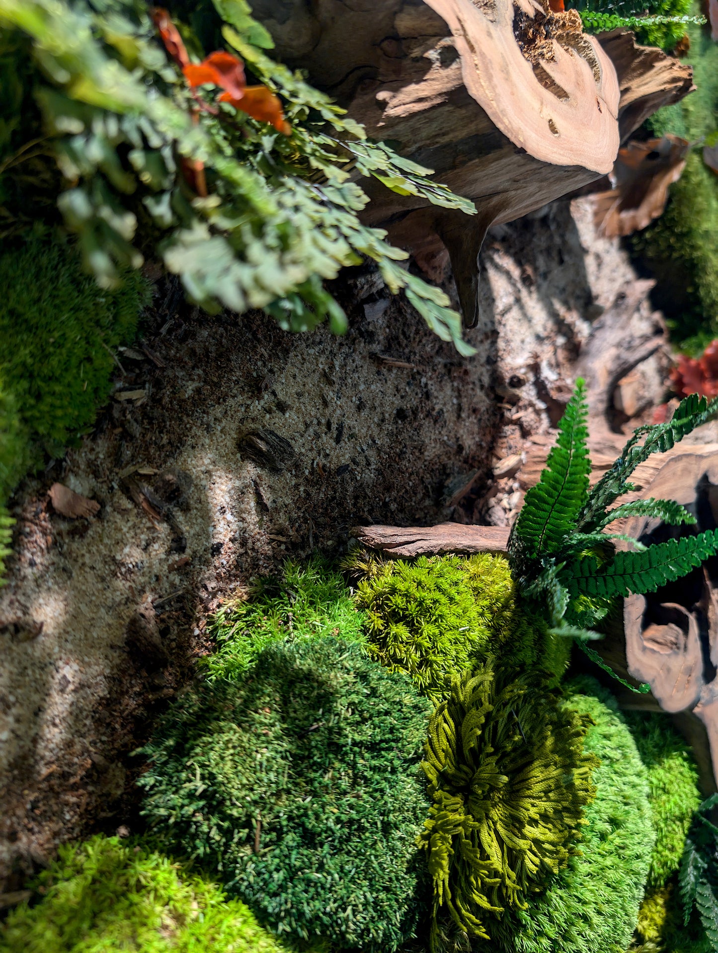 Custom-made moss picture forest picture "Forest Paths Autumn" - plant picture in a modern slim frame (80-200cm) - natural artwork with real roots
