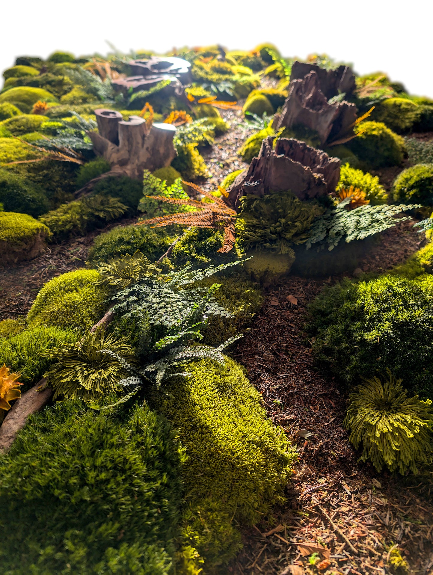 Custom-made moss picture forest picture "Forest Paths Autumn" - plant picture in a modern slim frame (80-200cm) - natural artwork with real roots