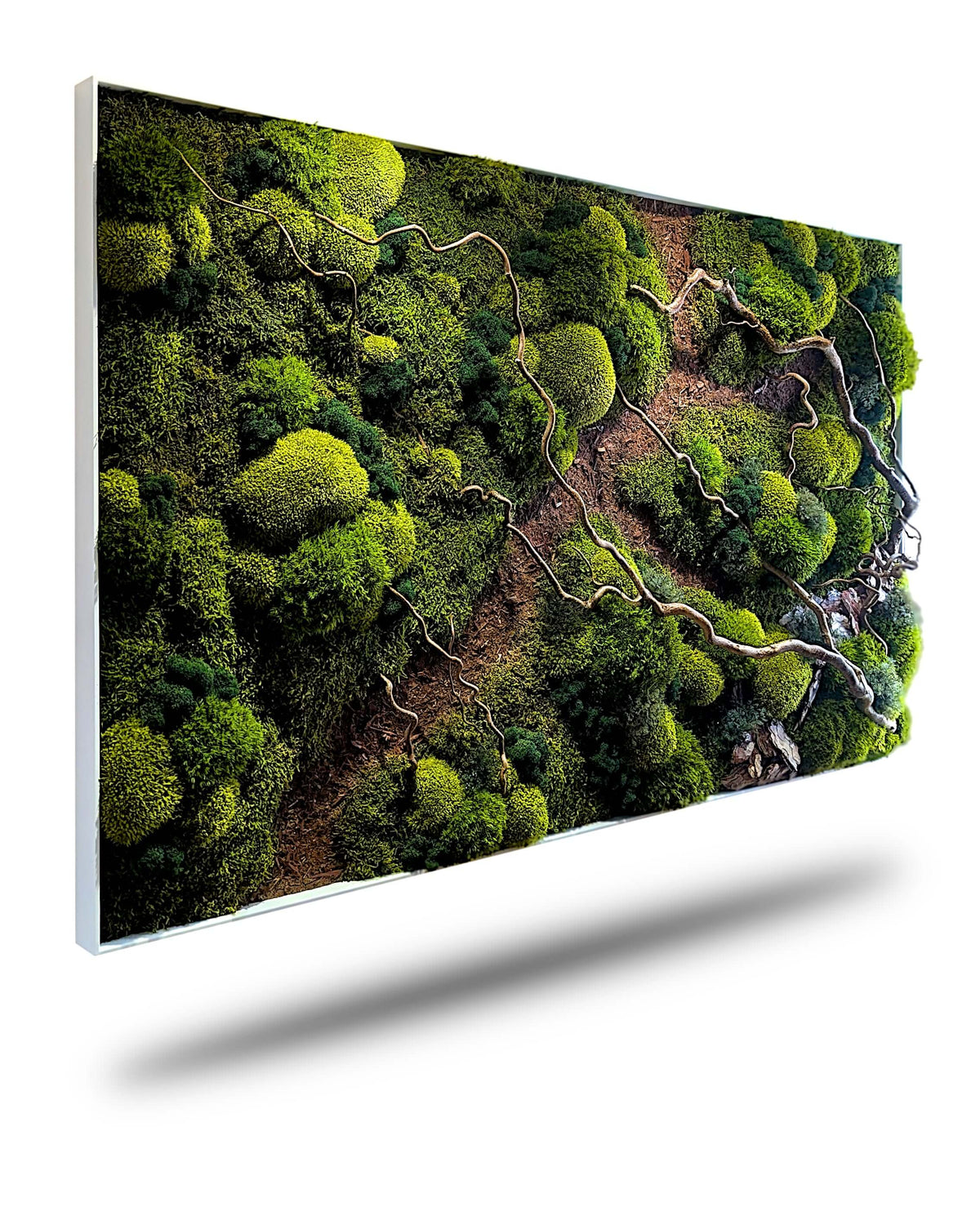 Moss picture "Forest Walk" with corkscrew hazel branches