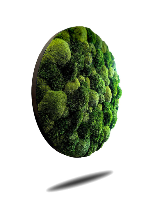 Rundes Moosbild Provence Kugelmoose Mix im stabilen Aluminiumrahmen mit lebendiger Moosstruktur.