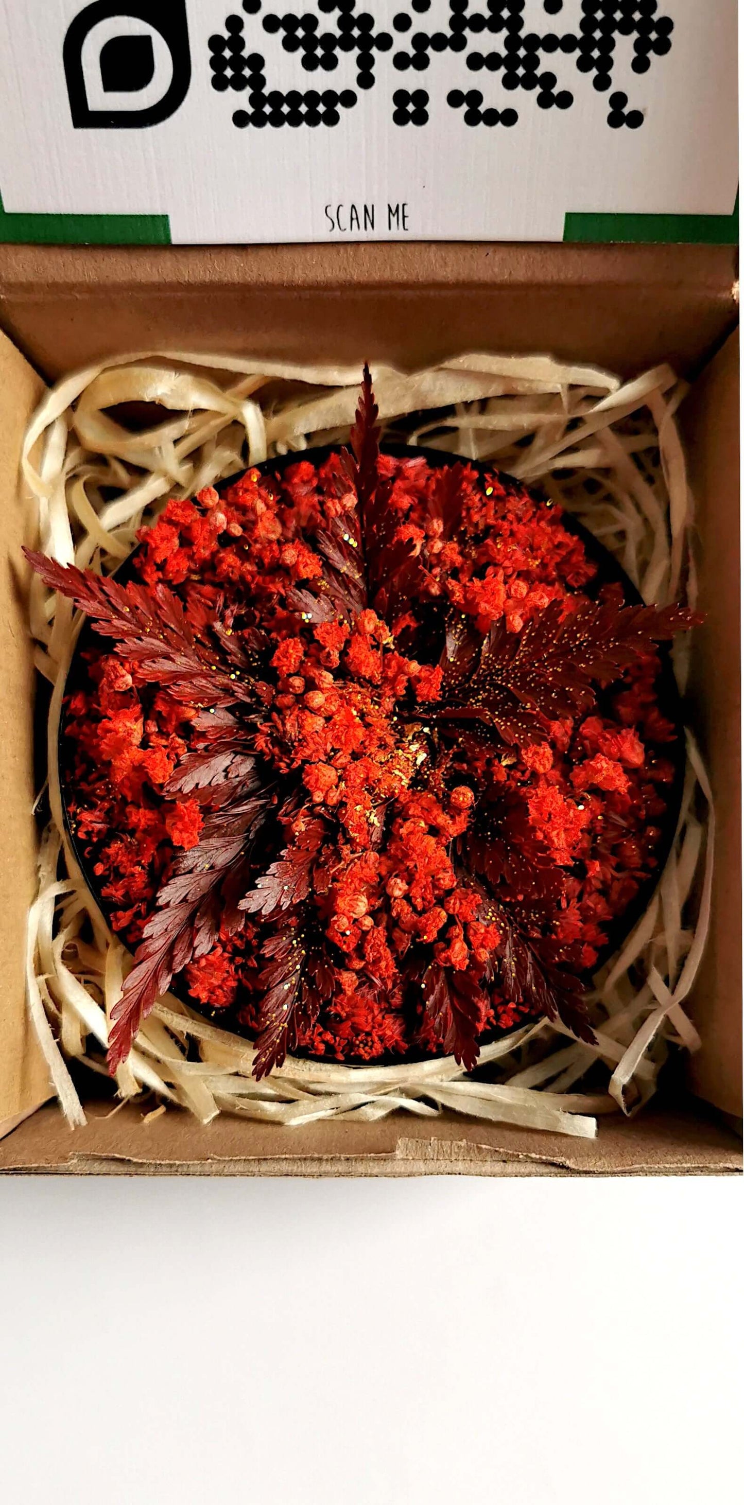 Pflanzenkunst "Red Star" in einer Schachtel, mit roten getrockneten Blumen und Farnen, perfekte Weihnachtsdekoration.