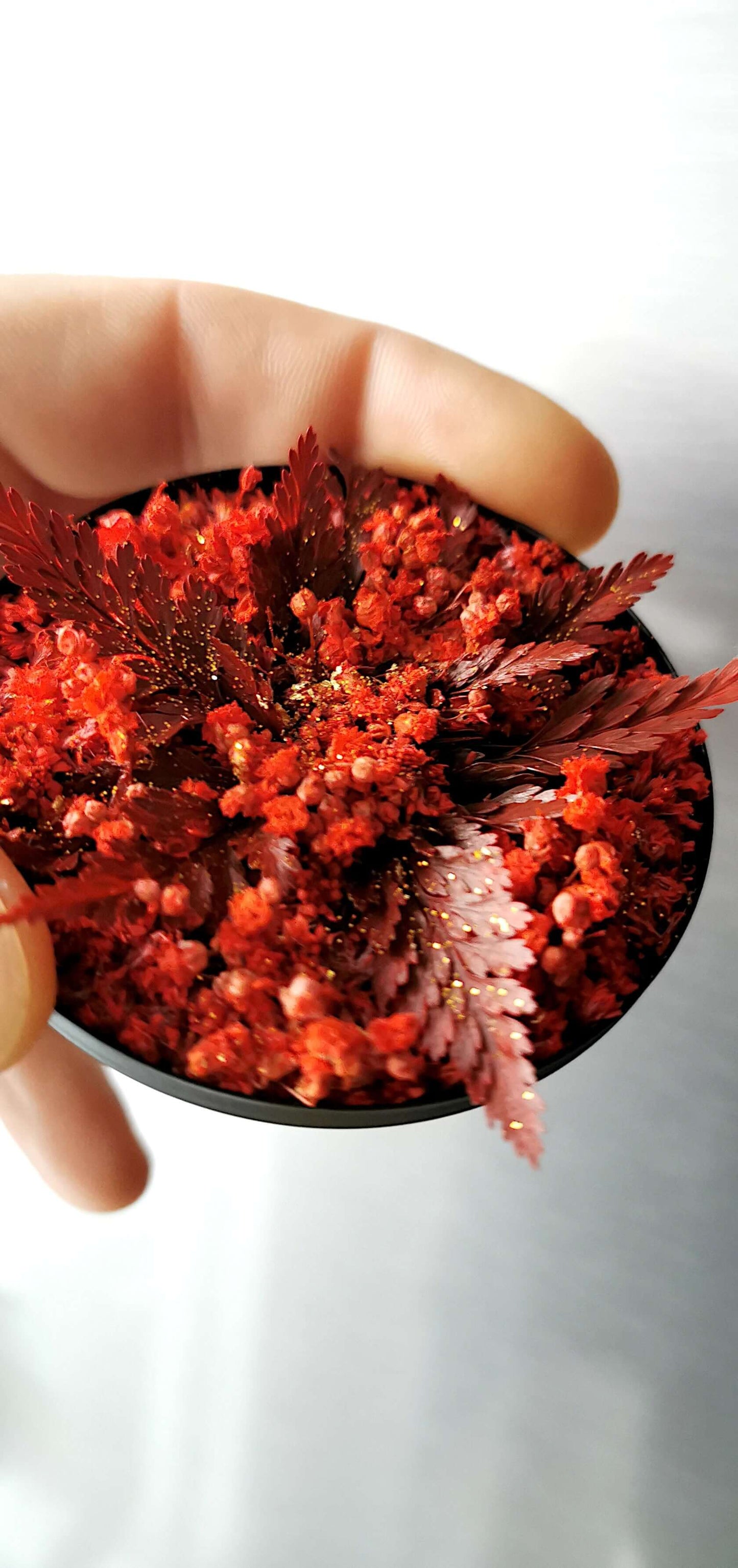 Blumenbild Pflanzenkunst "Red Star" Weihnachten in Hand mit roten Farnen und Gipskraut-Komposition.