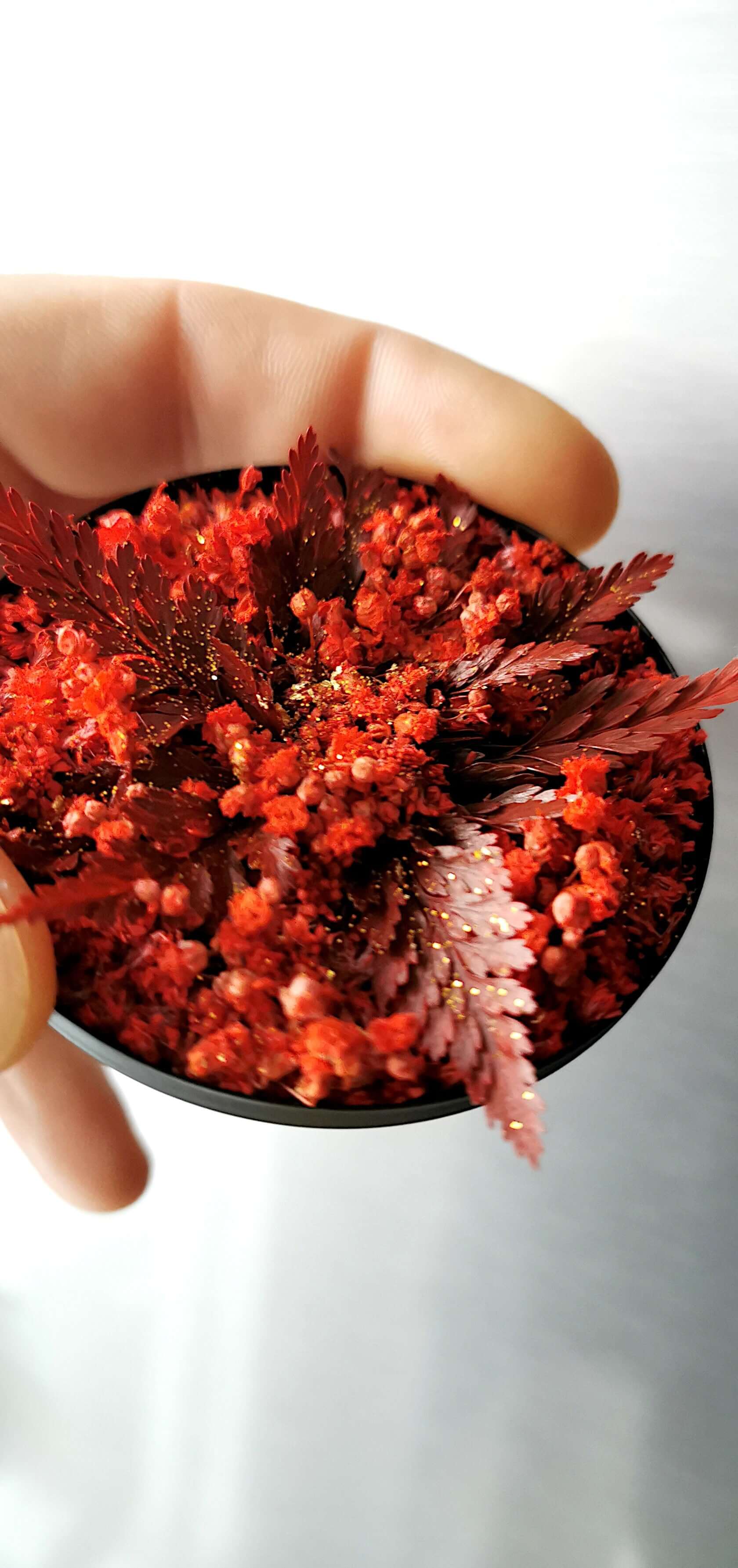 Blumenbild Pflanzenkunst "Red Star" Weihnachten in Hand mit roten Farnen und Gipskraut-Komposition.