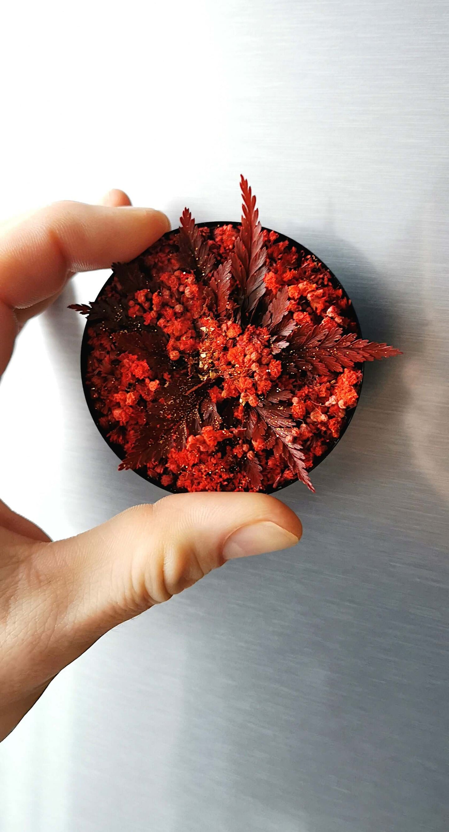 Blumenbild Pflanzenkunst "Red Star" Weihnachten in einer Hand, mit roten Farnen und Gipskraut dekoriert.