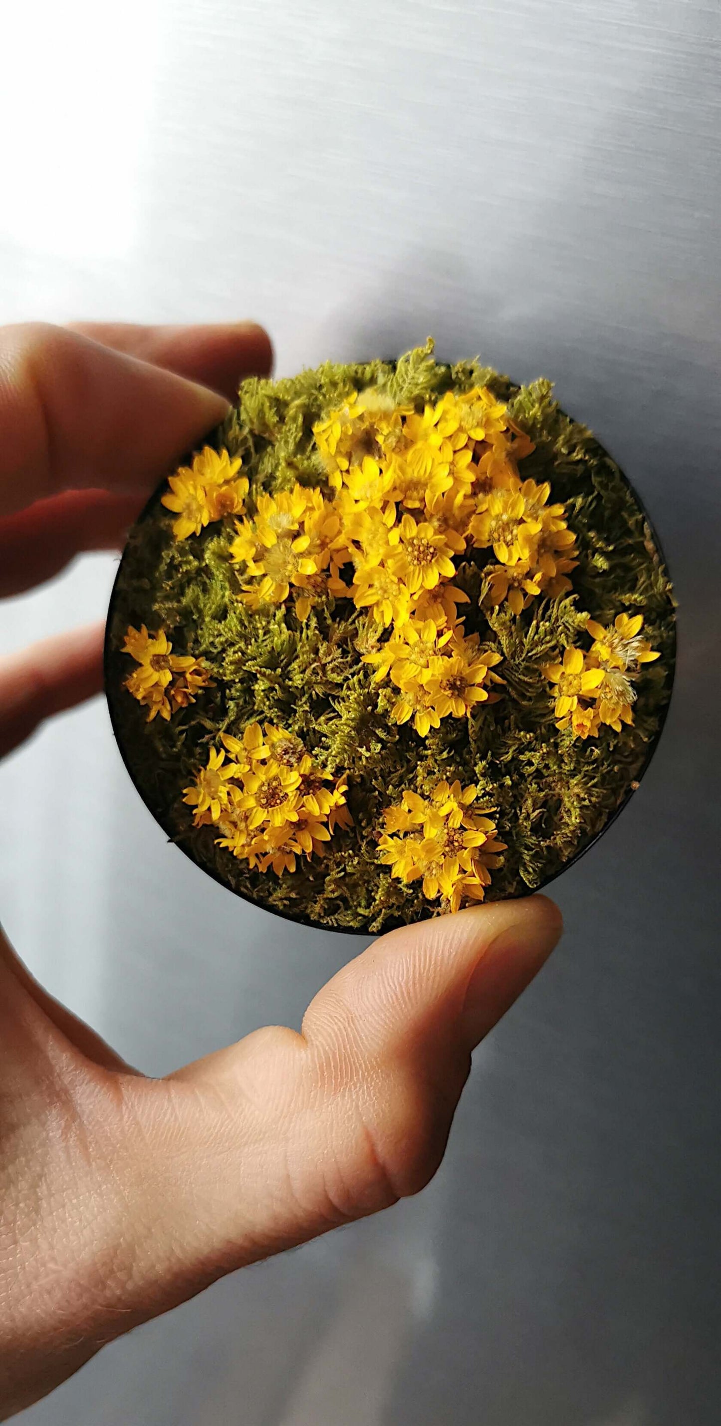 Hand holding a circular magnetic plant art featuring preserved moss and yellow flowers, 7 cm in diameter.