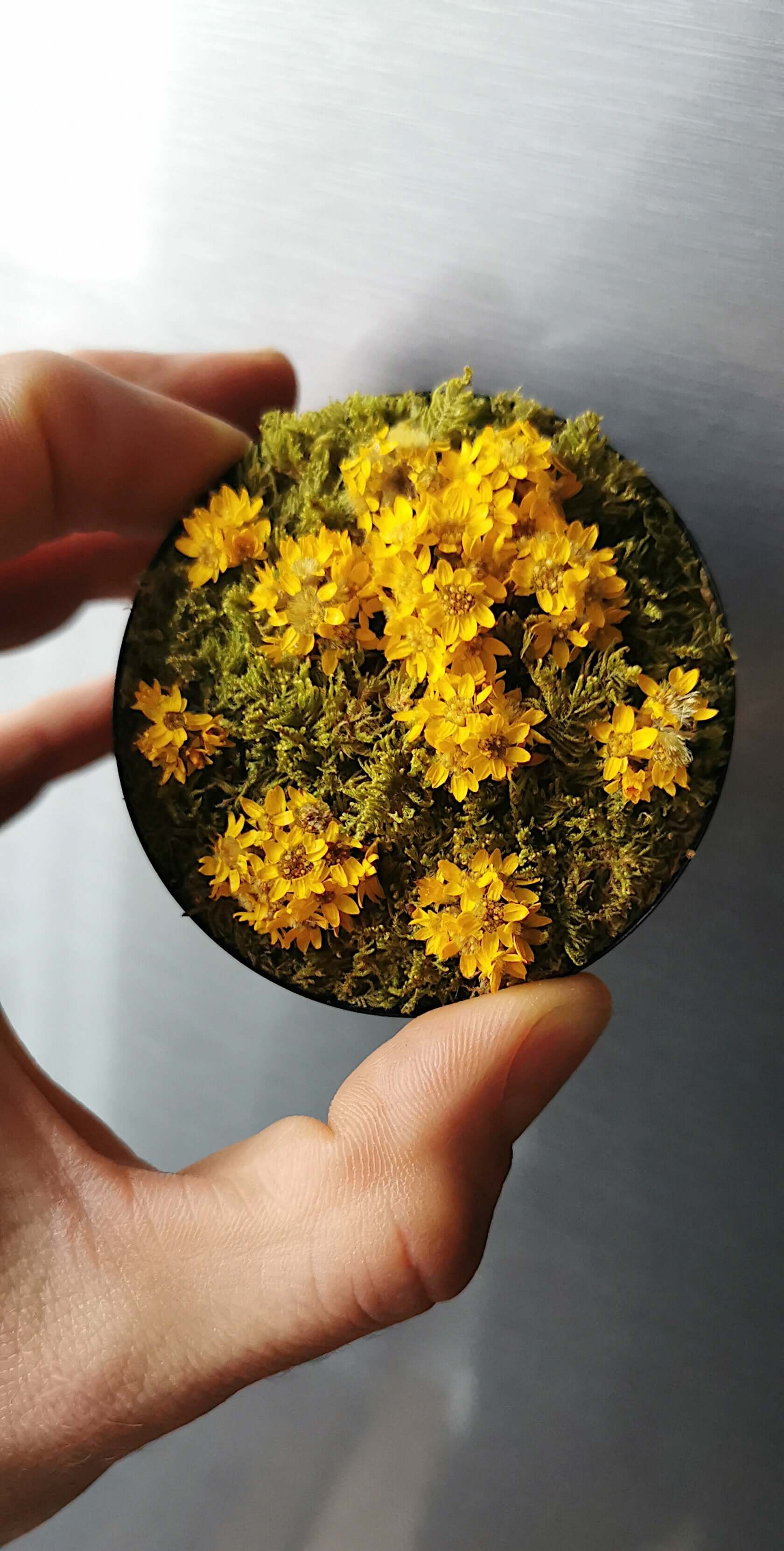 Hand holding a circular magnetic plant art featuring preserved moss and yellow flowers, 7 cm in diameter.