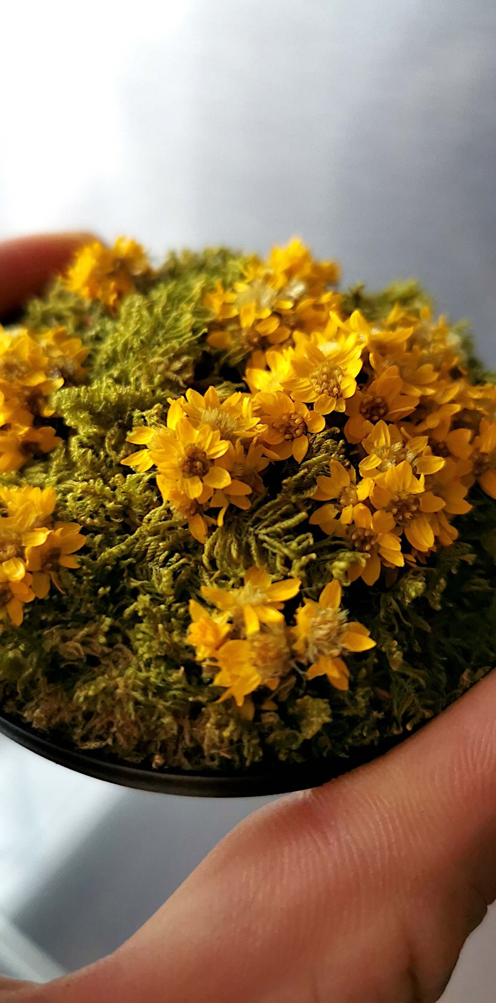 Mini-Moosbild "Sunny Flower" mit gelben Blumen, handverlesen und konserviert, auf einem runden schwarzen Untergrund.