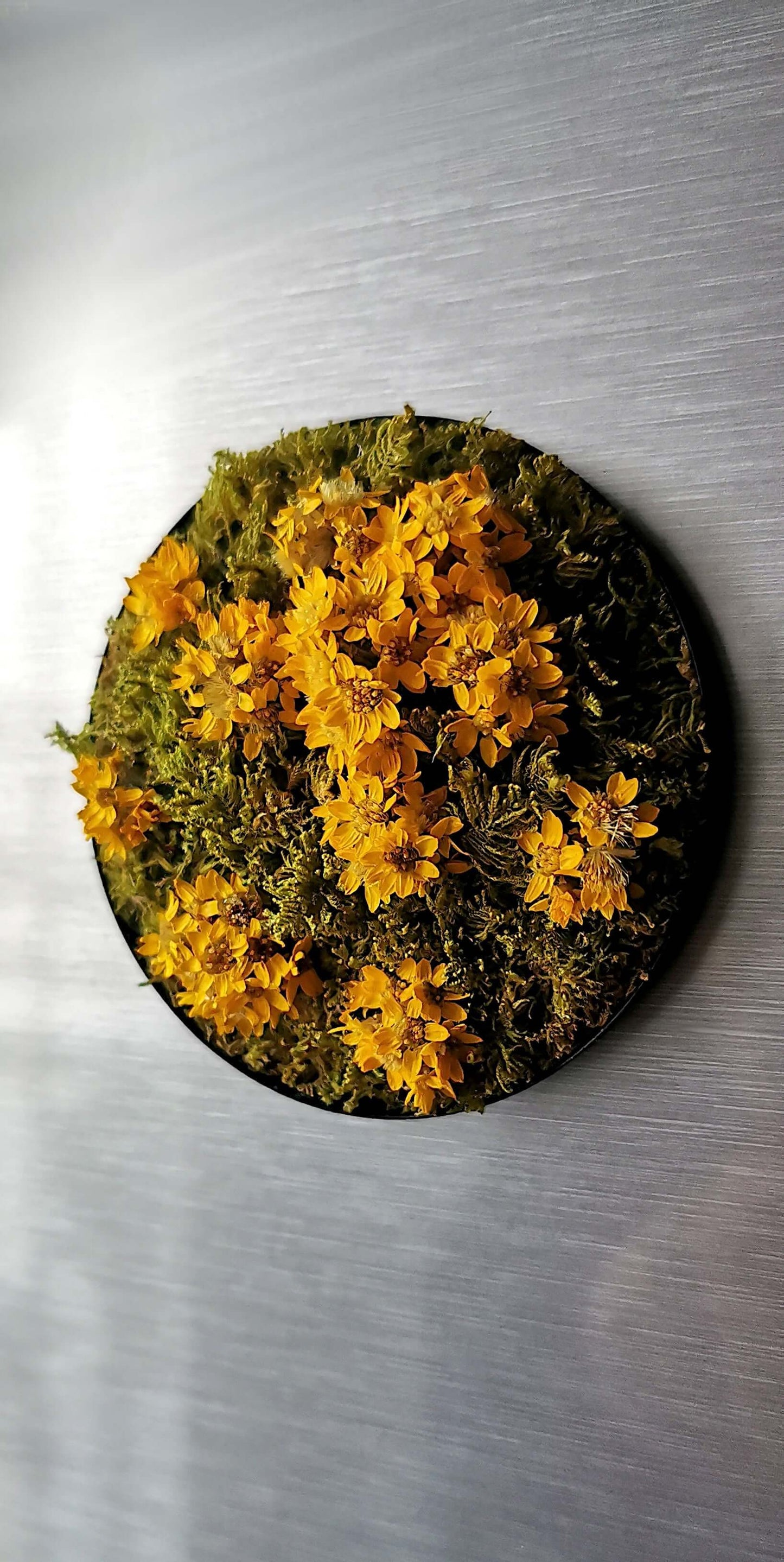 Magnetisches Pflanzenbild "Sunny Flower" mit gelben Blumen und grünem Moos, Durchmesser 7 cm