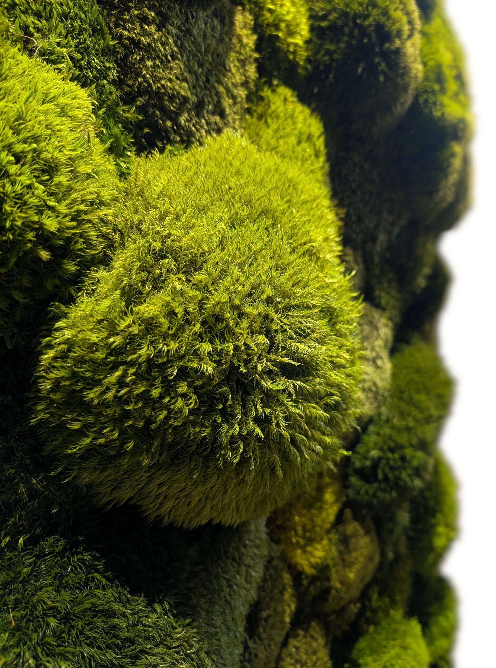 Nahaufnahme von echtem Moos für Pflanzenbild "Moose Mix" in Zahnarztpraxis, schafft beruhigende Atmosphäre.