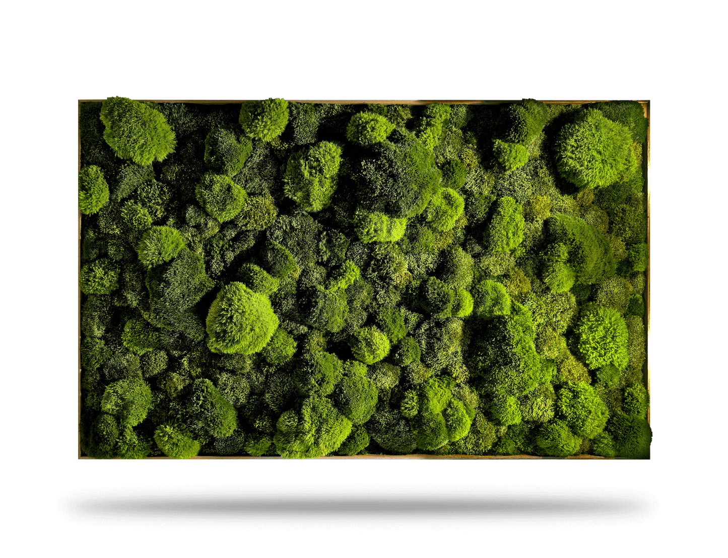 Echtes Moosbild 'Moose Mix' für die Zahnarztpraxis, sorgt für eine beruhigende Atmosphäre.