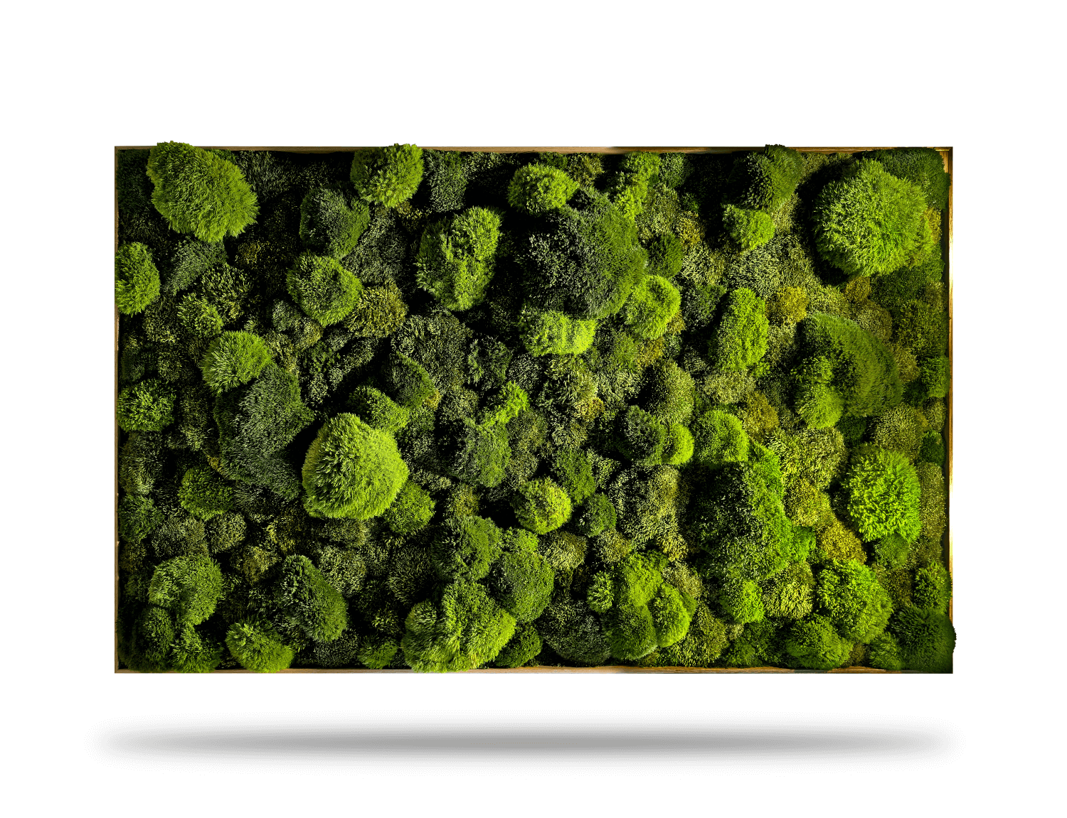 Echtes Moosbild 'Moose Mix' für die Zahnarztpraxis, sorgt für eine beruhigende Atmosphäre.