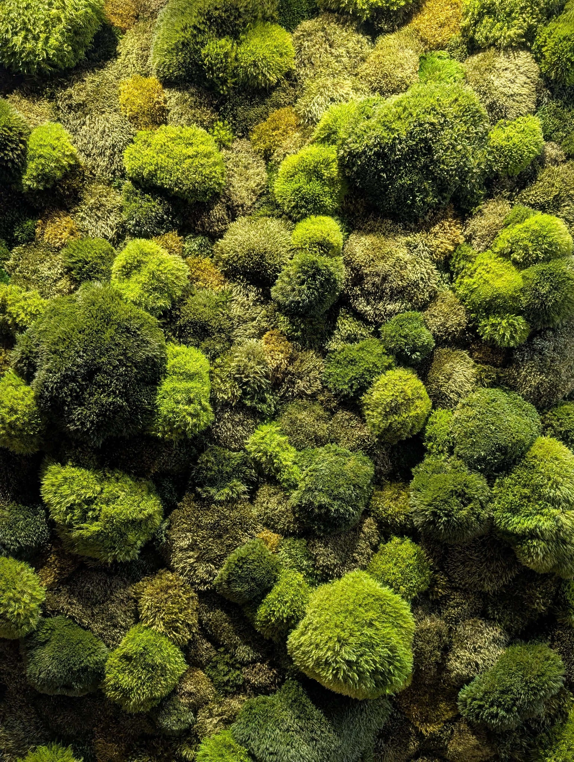 Echtes Moosbild "Moose Mix" für Zahnarztpraxis, beruhigende grüne Pflanzenwandkunst.