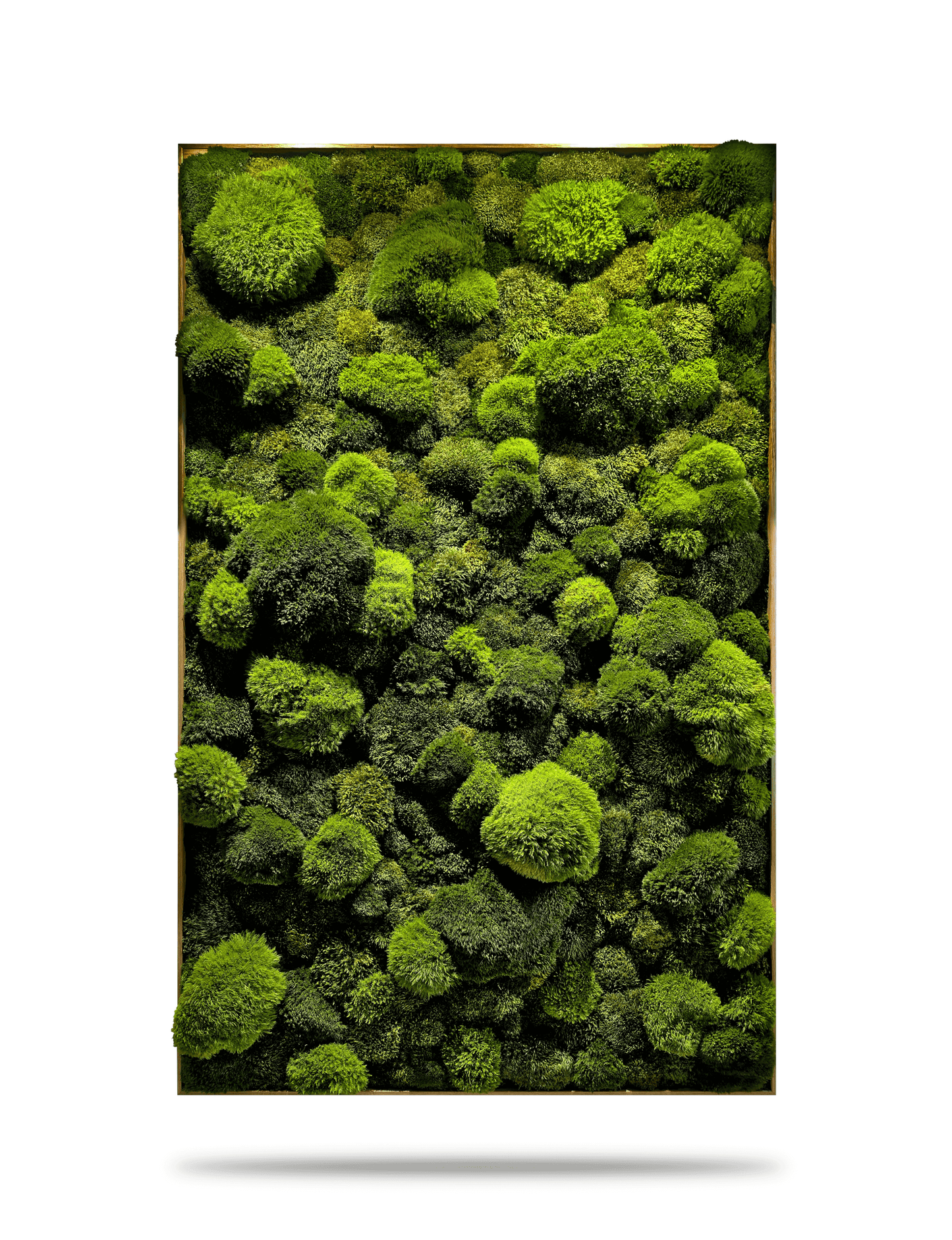 Echtes Moosbild 'Moose Mix' für Zahnarztpraxis, beruhigende grüne Wandkunst aus konserviertem Moos.