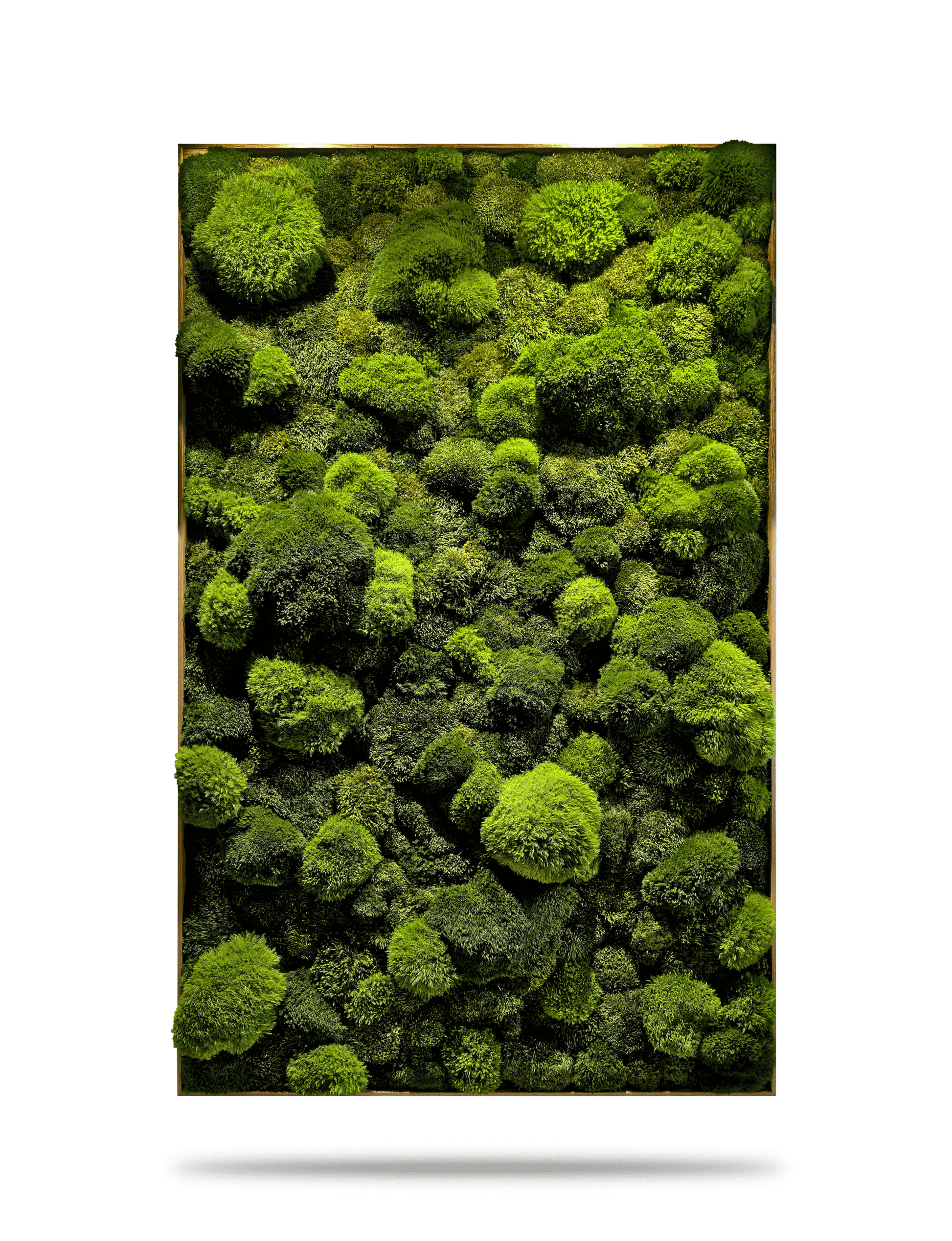 Echtes Moosbild 'Moose Mix' für Zahnarztpraxis, beruhigende grüne Wandkunst aus konserviertem Moos.