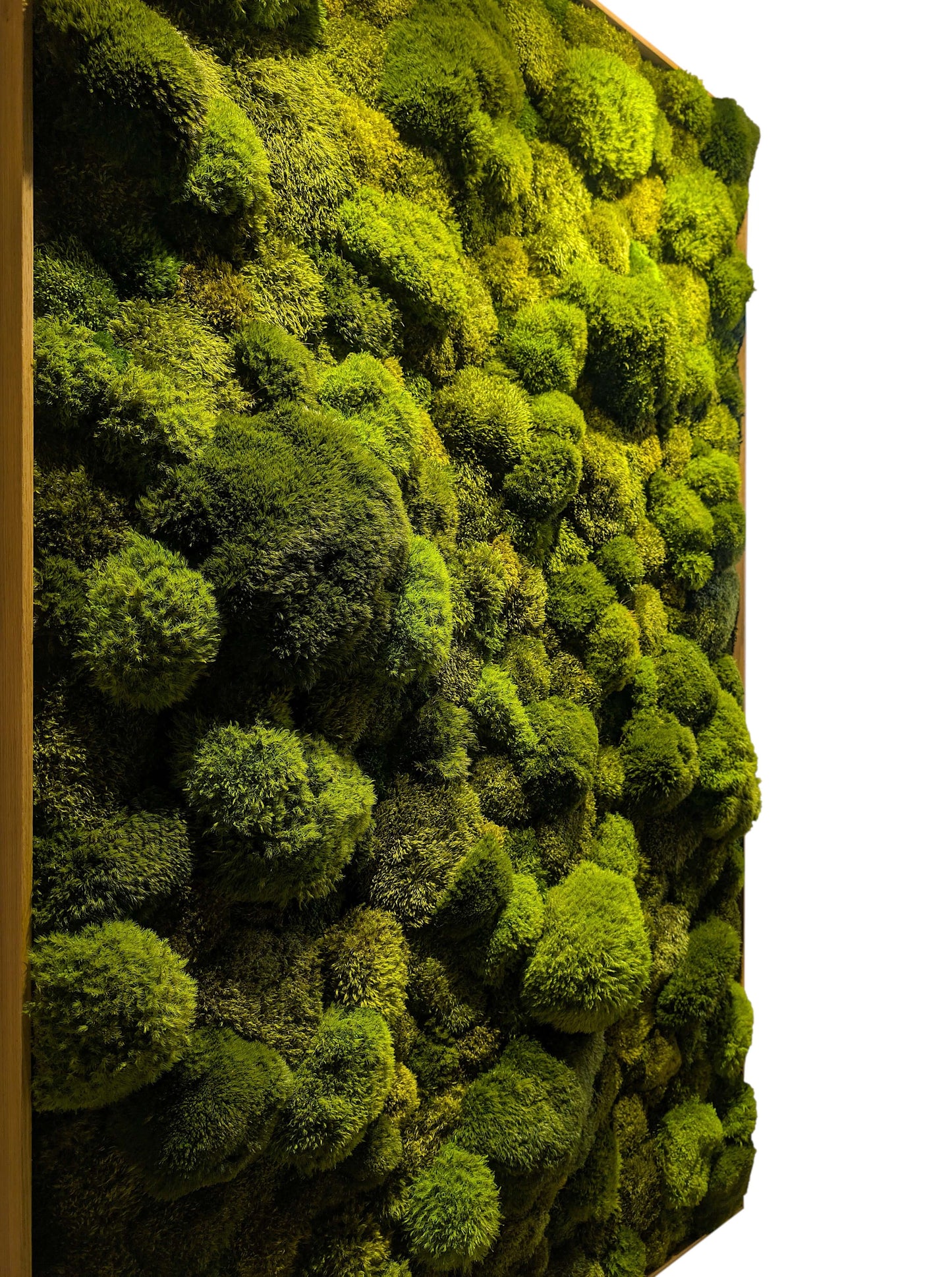 Echtes Moosbild "Moose Mix" in stilvollem Rahmen für Zahnarztpraxis, schafft beruhigende Atmosphäre.