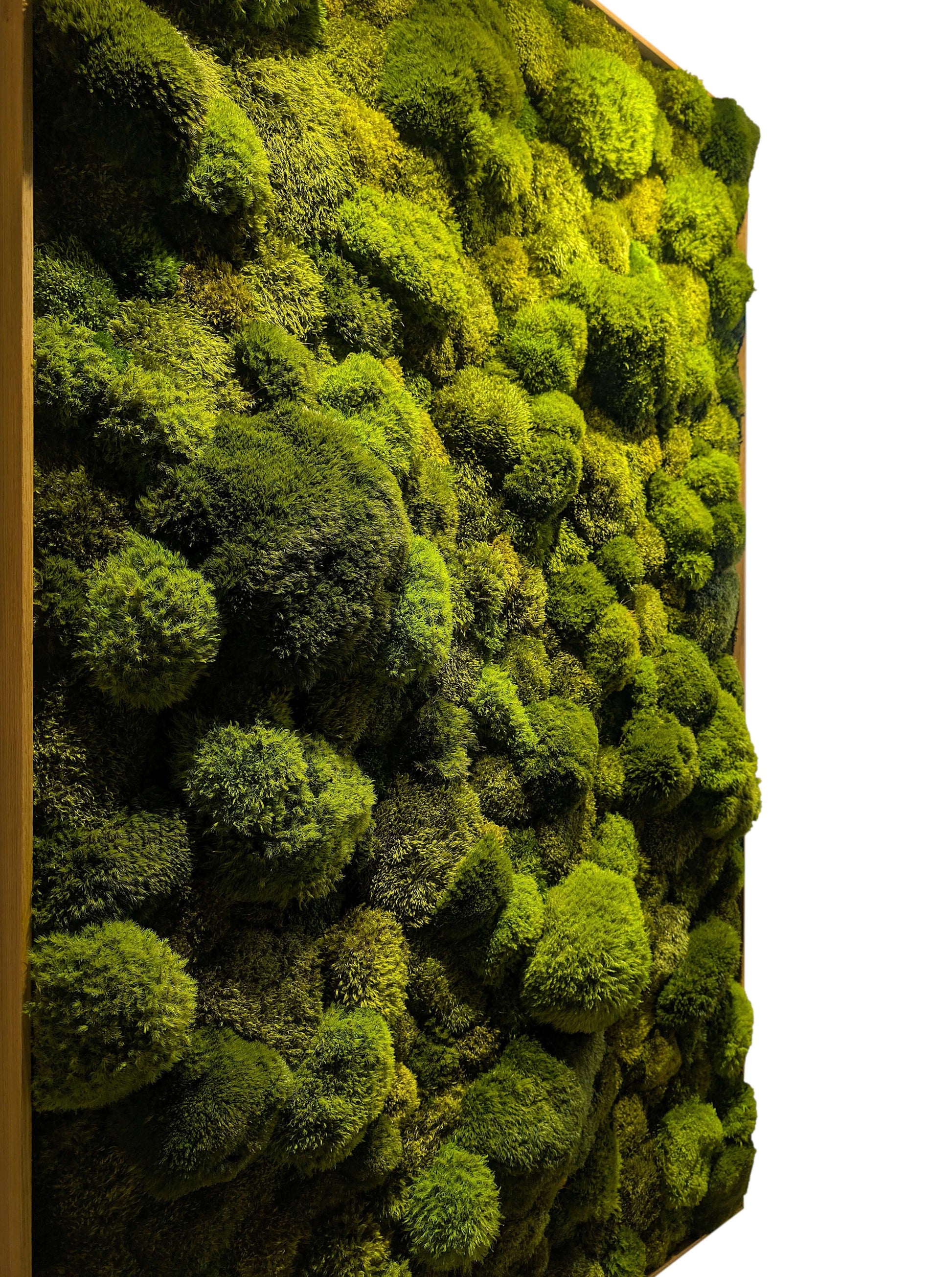 Echtes Moosbild "Moose Mix" in stilvollem Rahmen für Zahnarztpraxis, schafft beruhigende Atmosphäre.