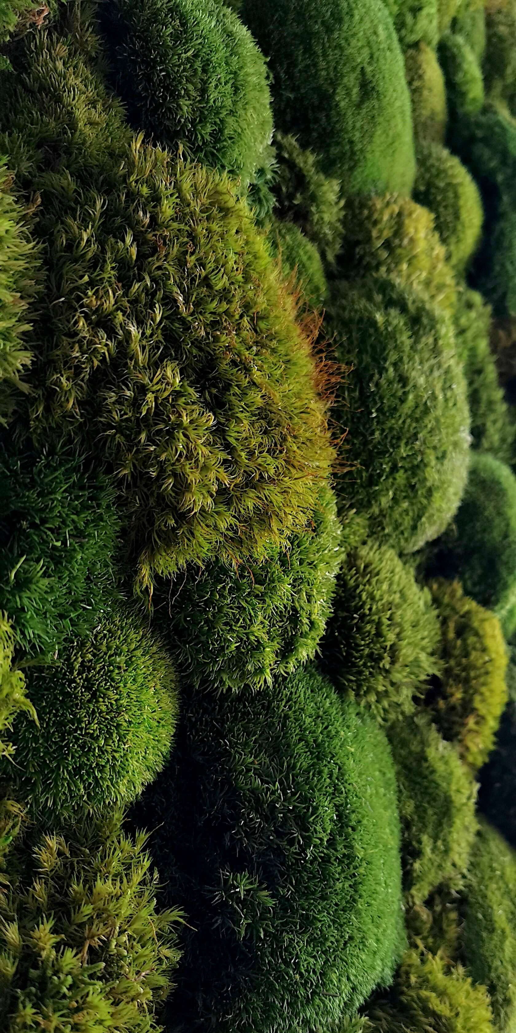 Echtes Moosbild "Moose Mix" mit verschiedenen Moose für Zahnärzte zur Förderung einer beruhigenden Atmosphäre.