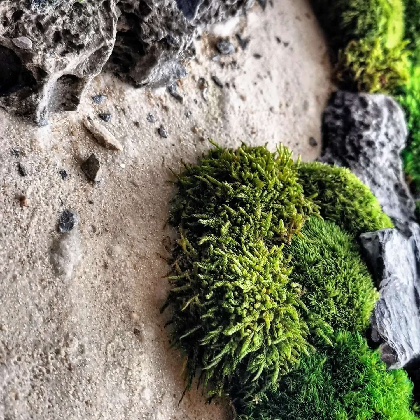 Nahaufnahme von grünem Moos und Steinen auf einer sandigen Oberfläche, Teil der maritimen Wandkunst 'New Zealand'.
