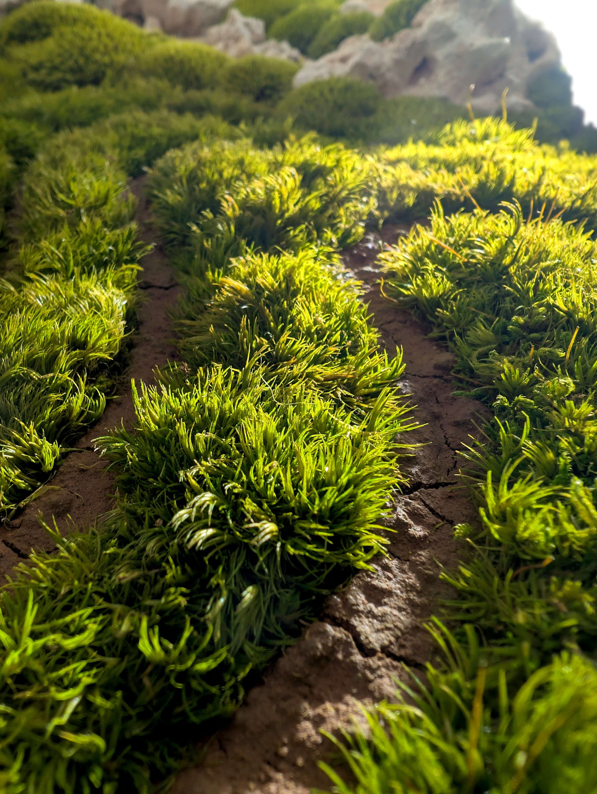 Close-up of vibrant green moss growing on a textured surface, creating a natural, calming atmosphere.
