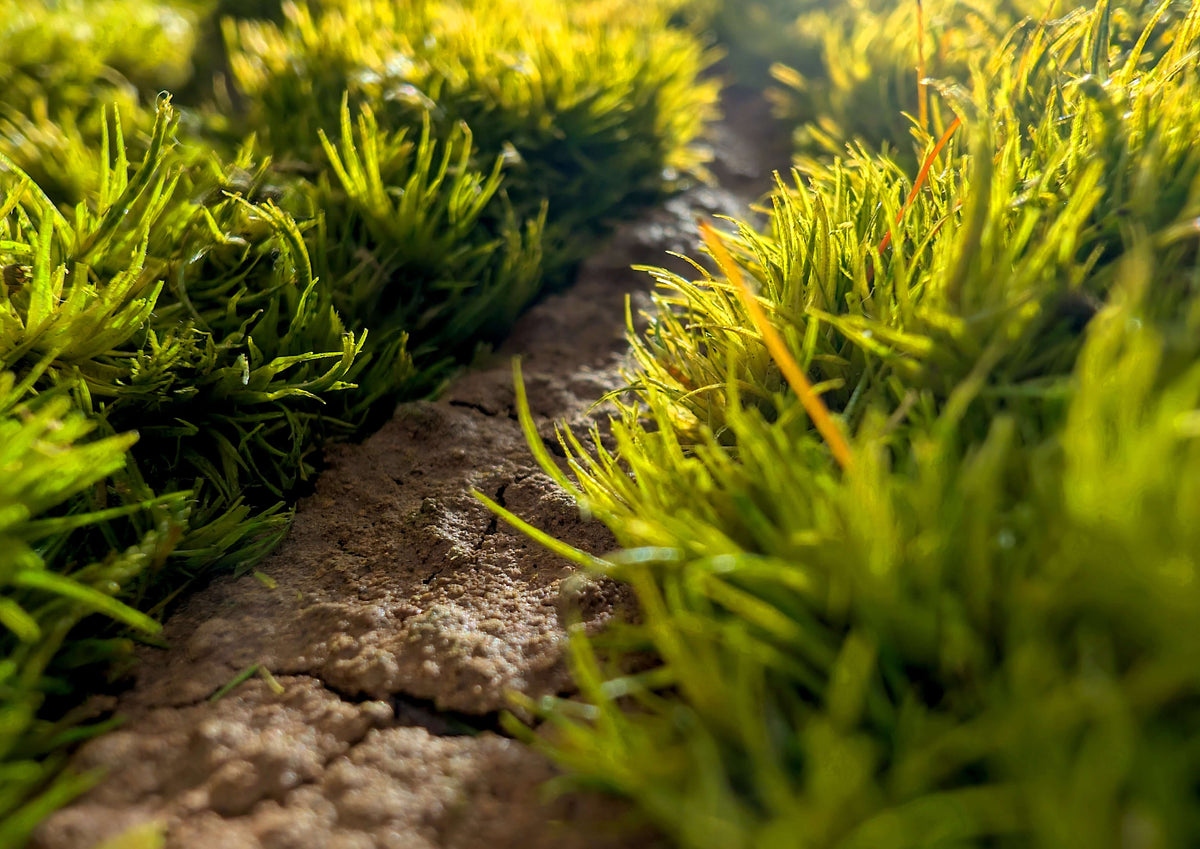Close-up view of vibrant green moss growing along a dirt path, showcasing nature's beauty and textures.