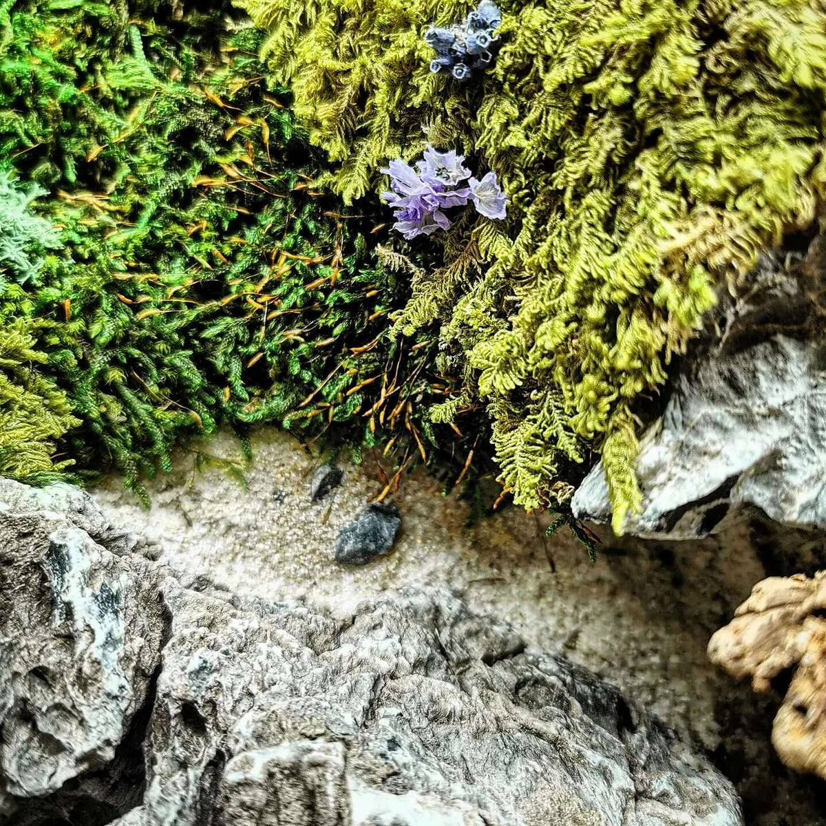 Nahaufnahme von echtem Moos und Steinen, die in der 'Woodn Coast' Wanddeko verwendet werden.