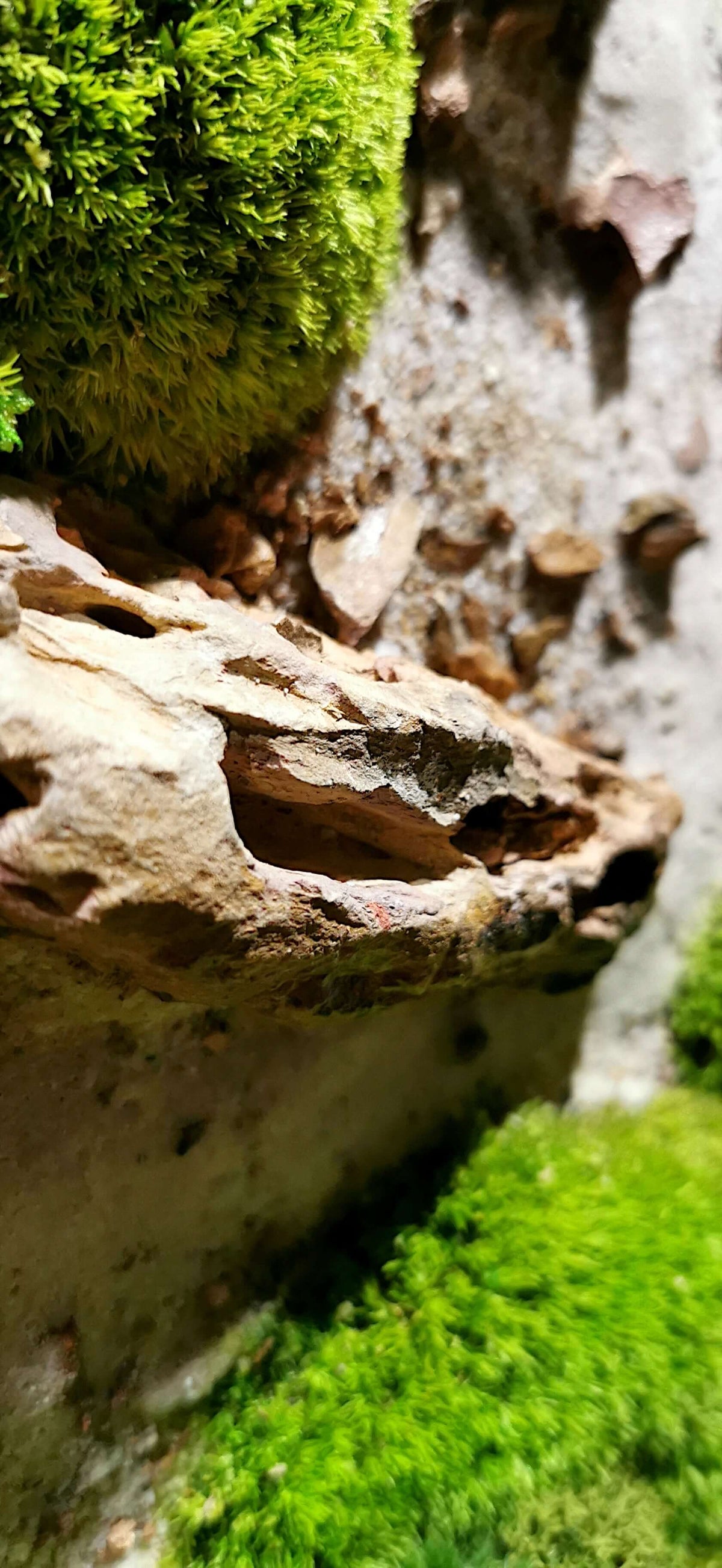 Moosbild "Drachenpfade Dracarys" - Wandkunst mit Steinen, Detailaufnahme von Moos und Drachensteinen.