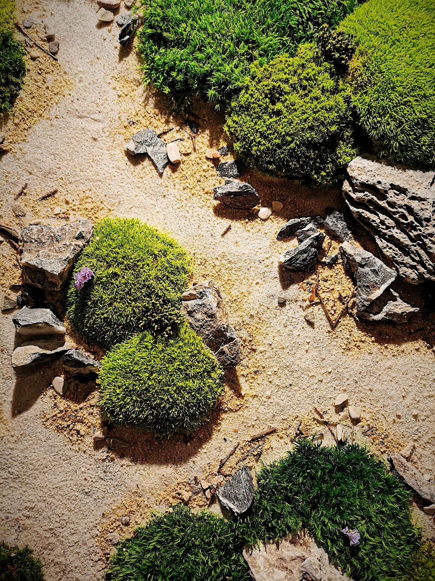 Detailaufnahme von Moos und Steinen in einer dekorativen Sandlandschaft, inspiriert von Dünenpfaden.