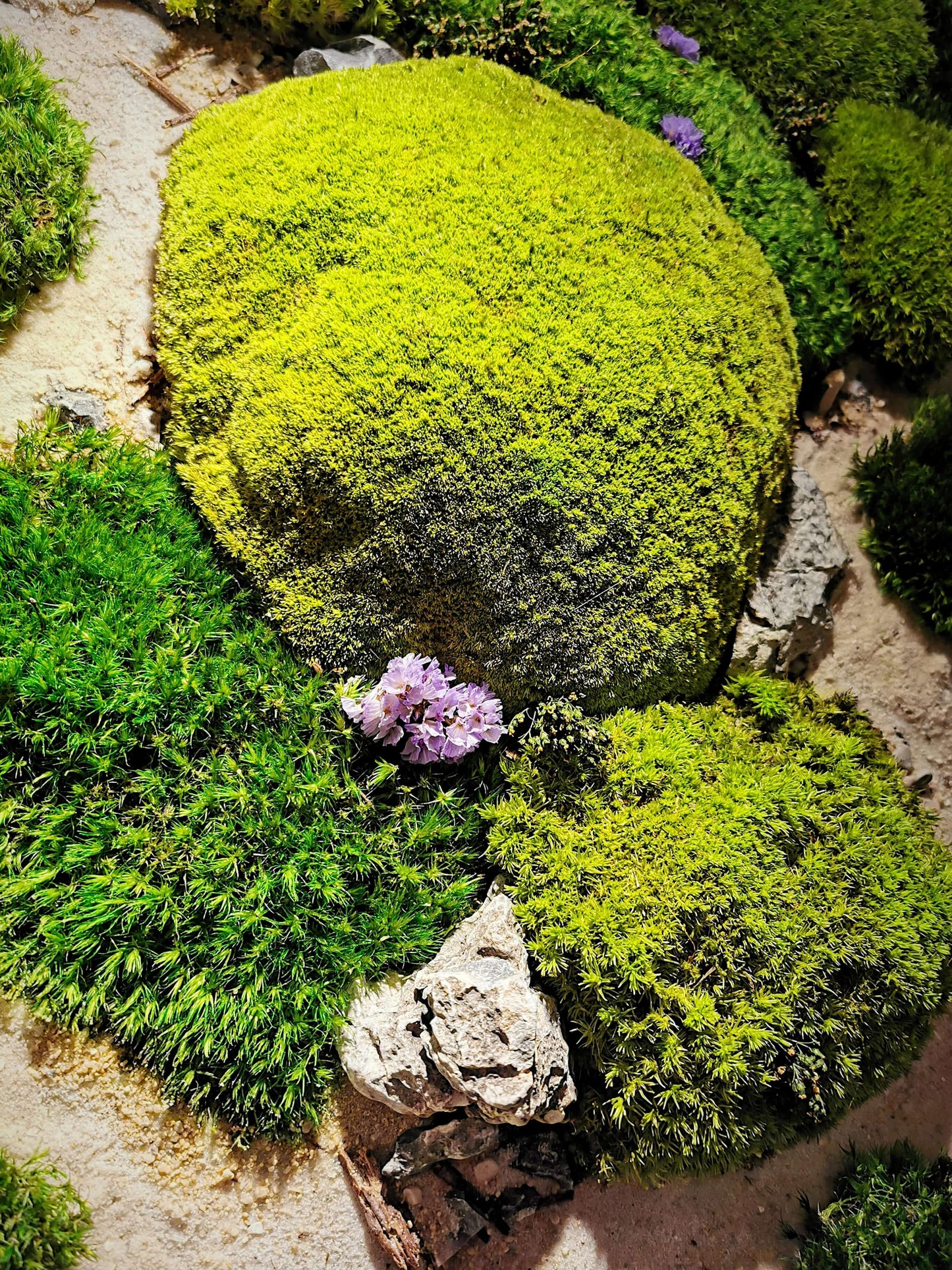 Nahaufnahme von lebendigem Moos und bunten Blumen in einem natürlichen Landschaftsbild.