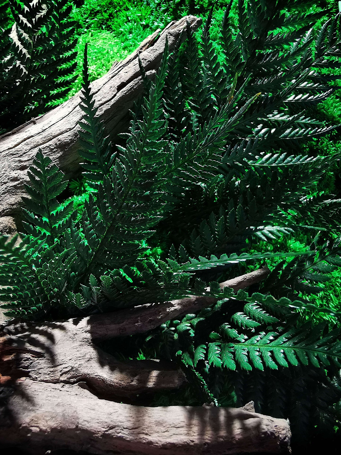 Lush green ferns and textured wood creating a serene forest atmosphere in a natural setting.