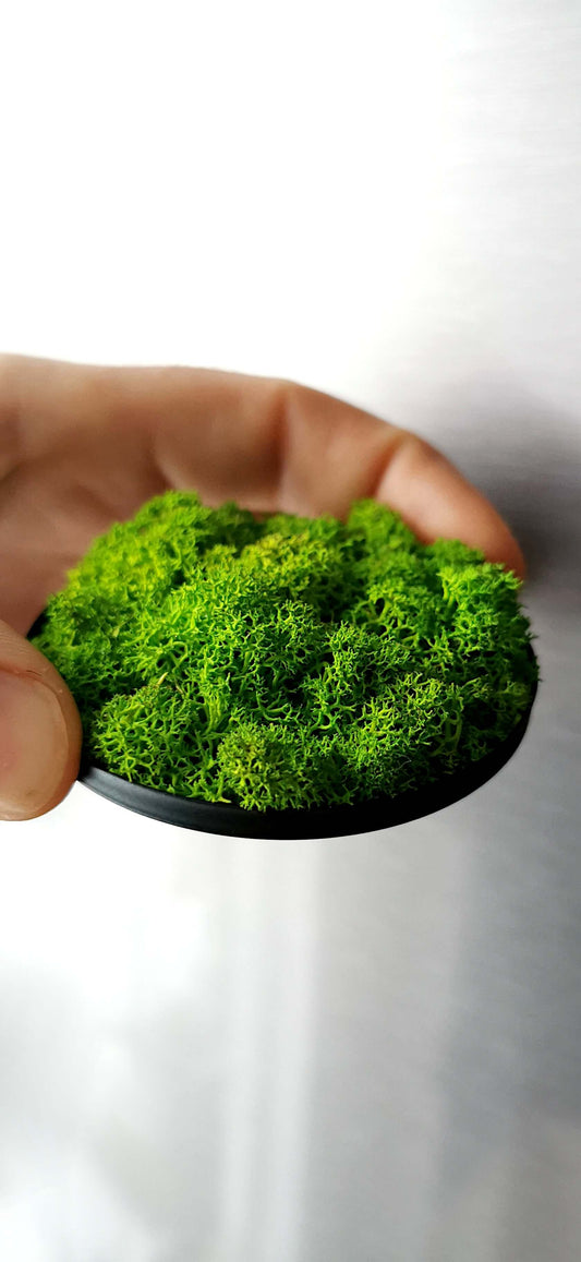 Kleines Moosbild Rentiermoose "Green Lichen" in Hand gehalten, magnetisches Pflanzenbild für Zuhause oder Büro.