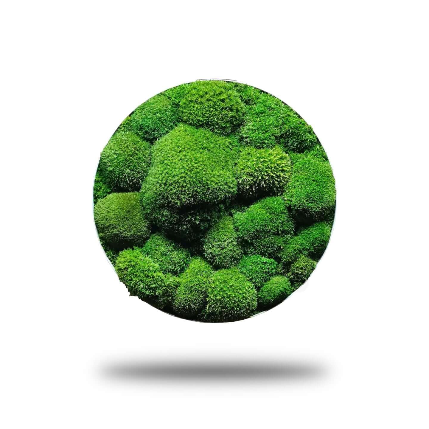 Moosbild mit Kugelmoosen in Light Green, runder Alurahmen für natürliche Eleganz im Innenraum.