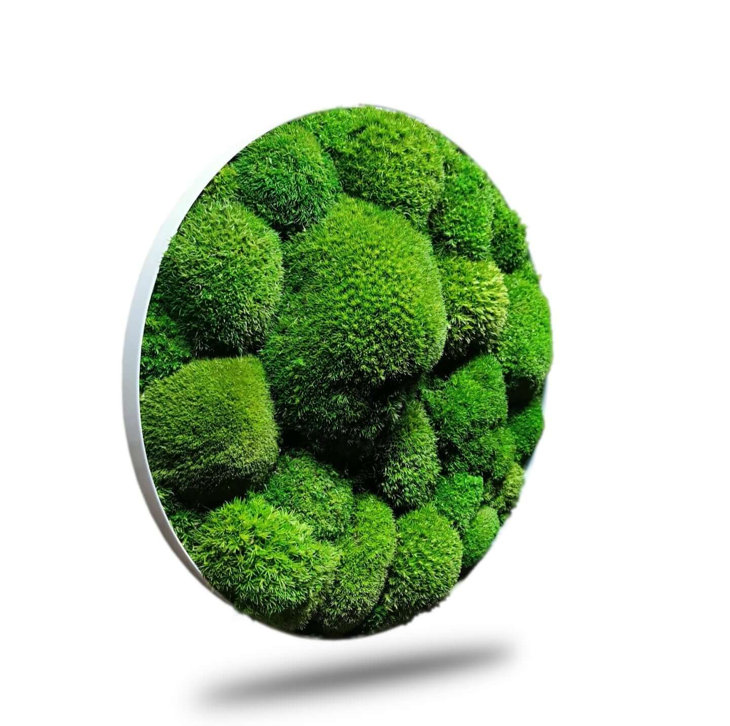 Moosbild mit Kugelmoosen in Light Green, runder Alurahmen, für natürliche Wanddekoration.