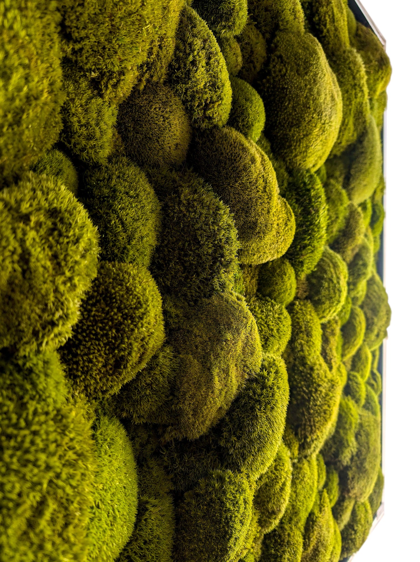 Hochwertiges Moosbild in lebendigem Zitronengrün mit Echtholz-Rahmen, ideal für stilvolle Innenräume.