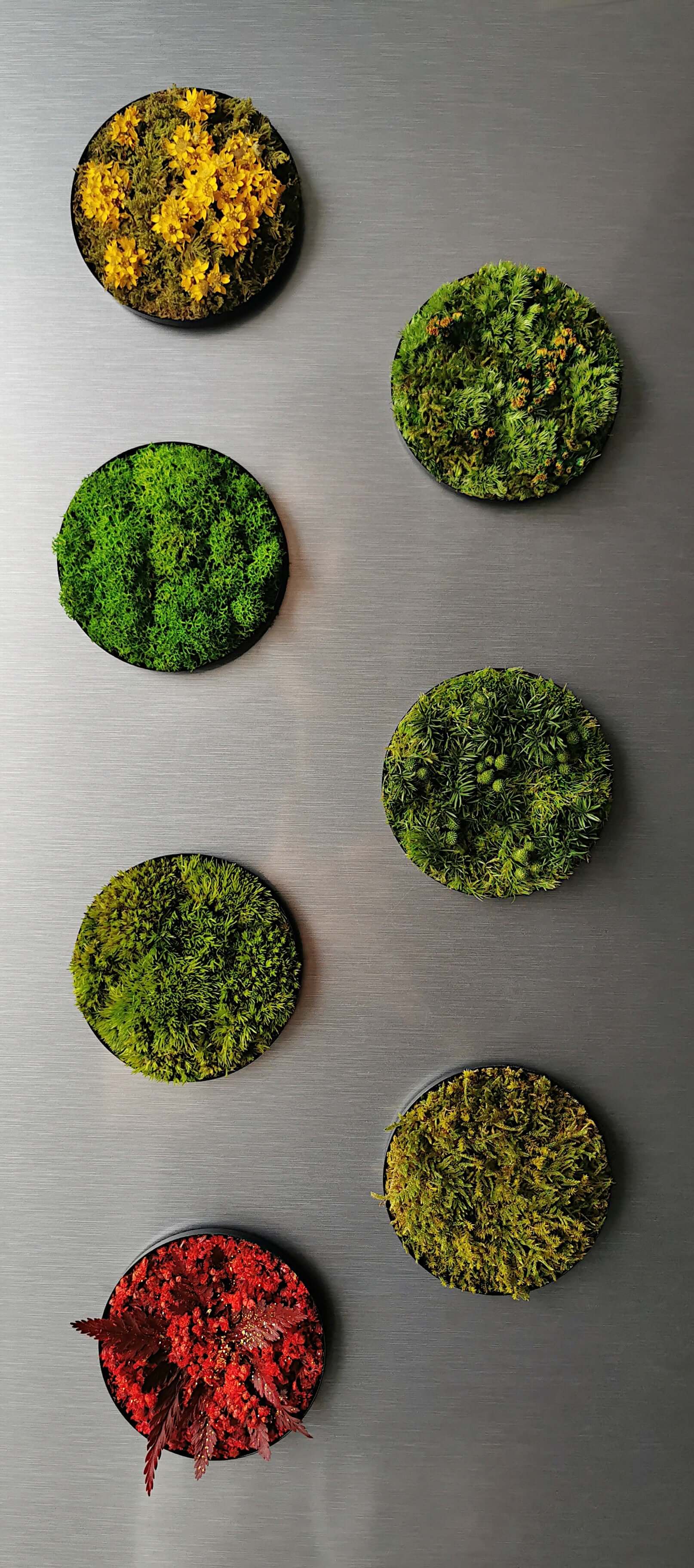 Magnetisches Pflanzenbild "Little Hills" mit verschiedenen Moosarten auf Kühlschrank, kreative Wanddekoration.