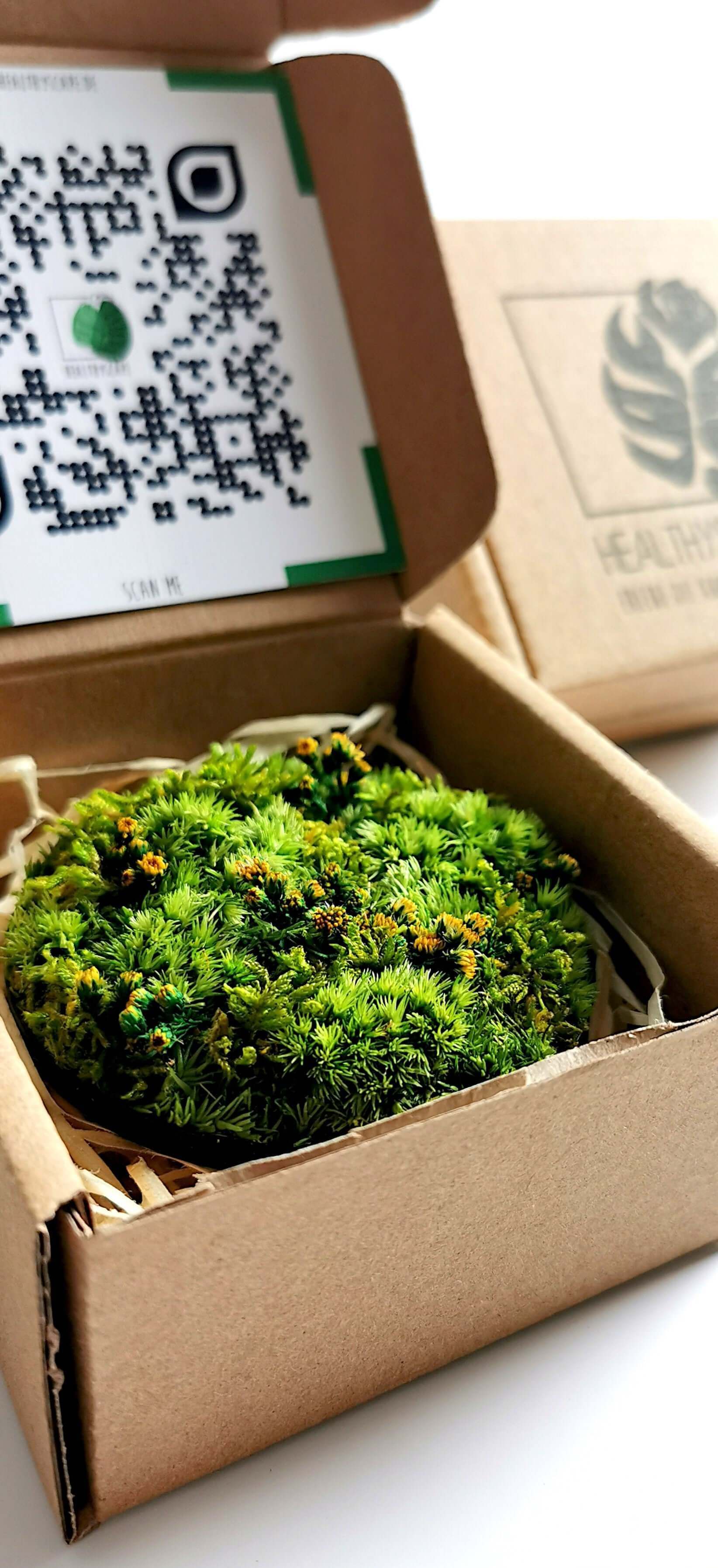 Kleines Moosbild 'Löwenzahn' in Geschenkbox, kombiniert mit getrockneten Blumen und QR-Code.