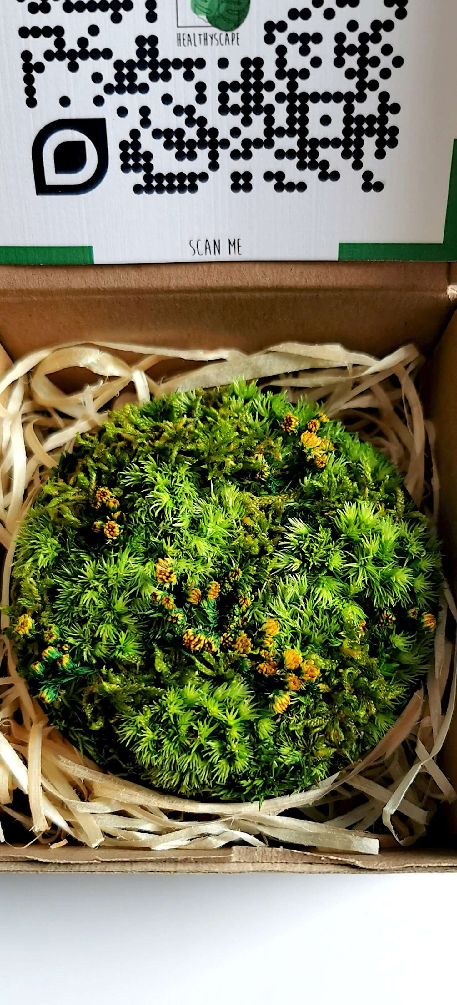 Kleines Moosbild "Löwenzahn" mit getrockneten Blumen in einem Geschenkkarton, perfekt für dekorative Akzente.