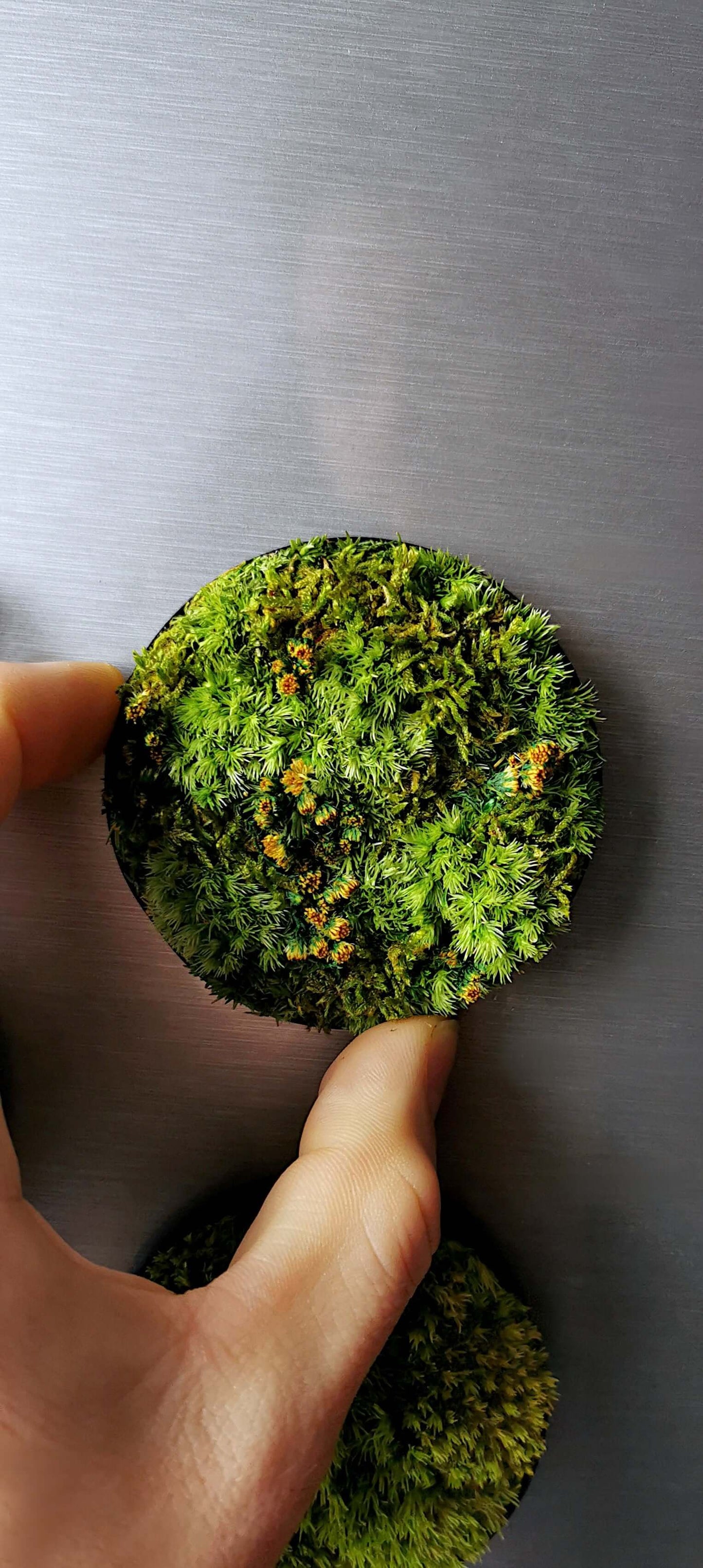 Kleines Moosbild 'Löwenzahn' aus konserviertem Moos und getrockneten Blumen, haftend an Metalloberfläche.