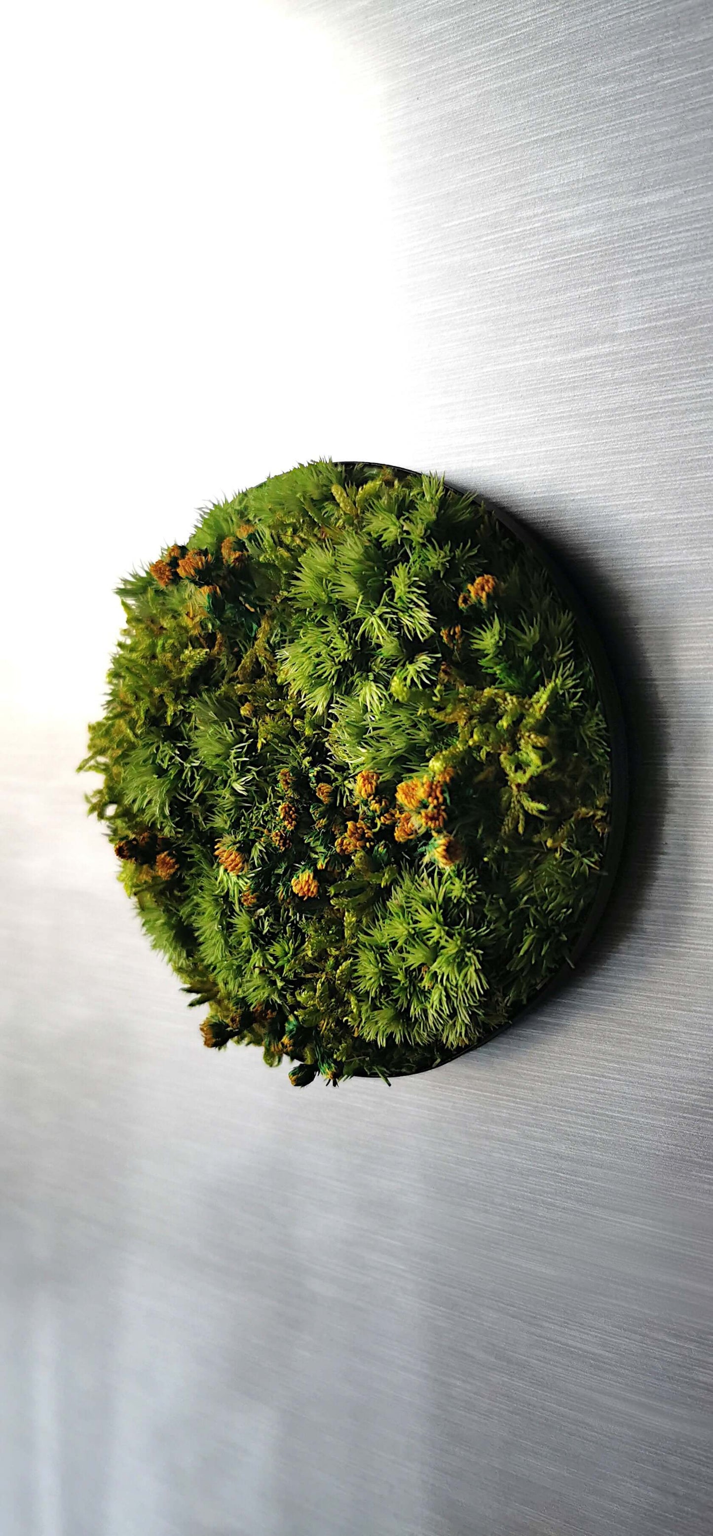 Mini-Moosbild "Löwenzahn" mit getrockneten Blumen, 7 cm Durchmesser, ideal für Dekoration