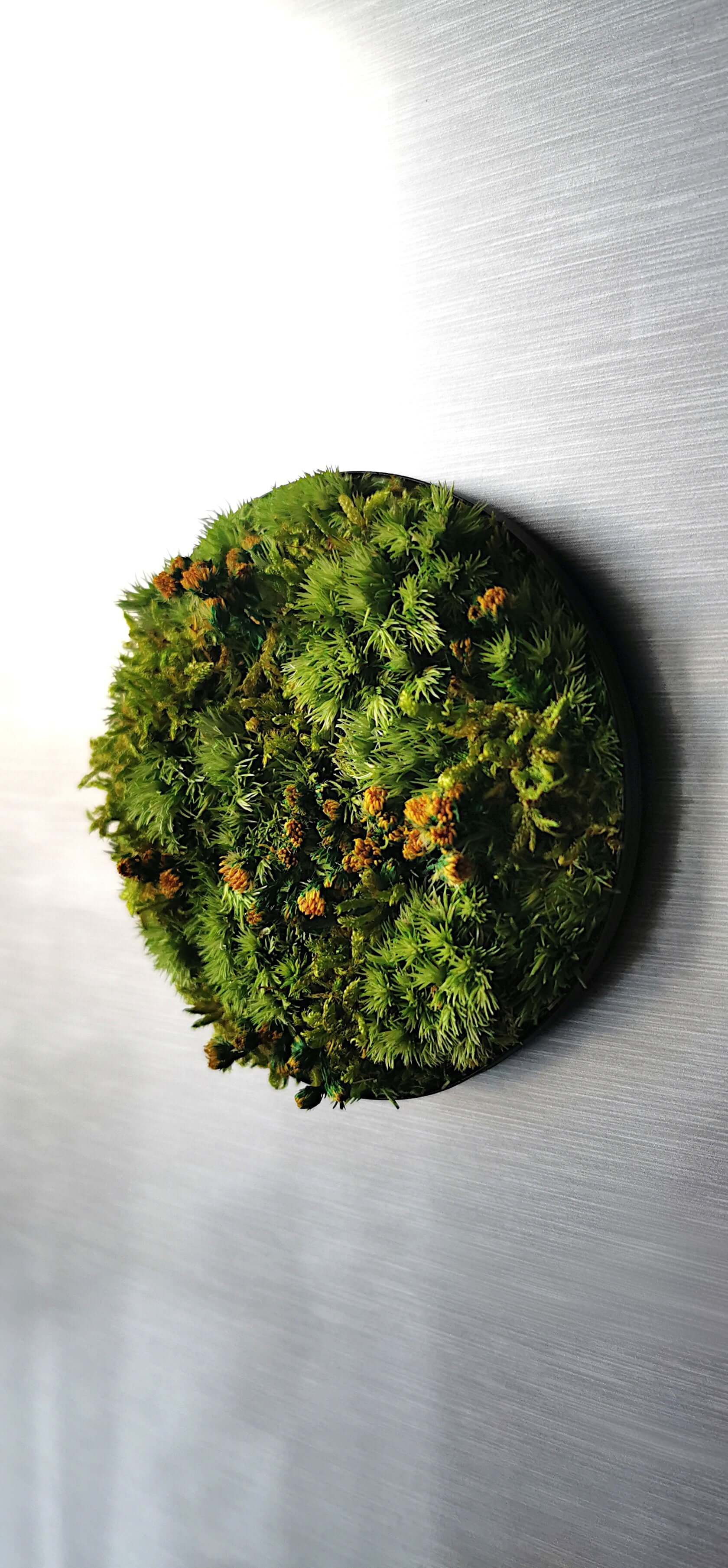 Mini-Moosbild "Löwenzahn" mit getrockneten Blumen, 7 cm Durchmesser, ideal für Dekoration