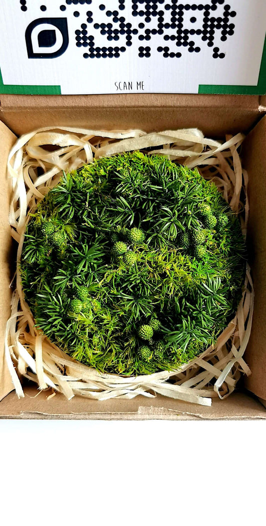 Kleines Moosbild "Nadelwald" in Kartonverpackung, mit lebendig grünem konserviertem Moos und getrockneten Blumen.